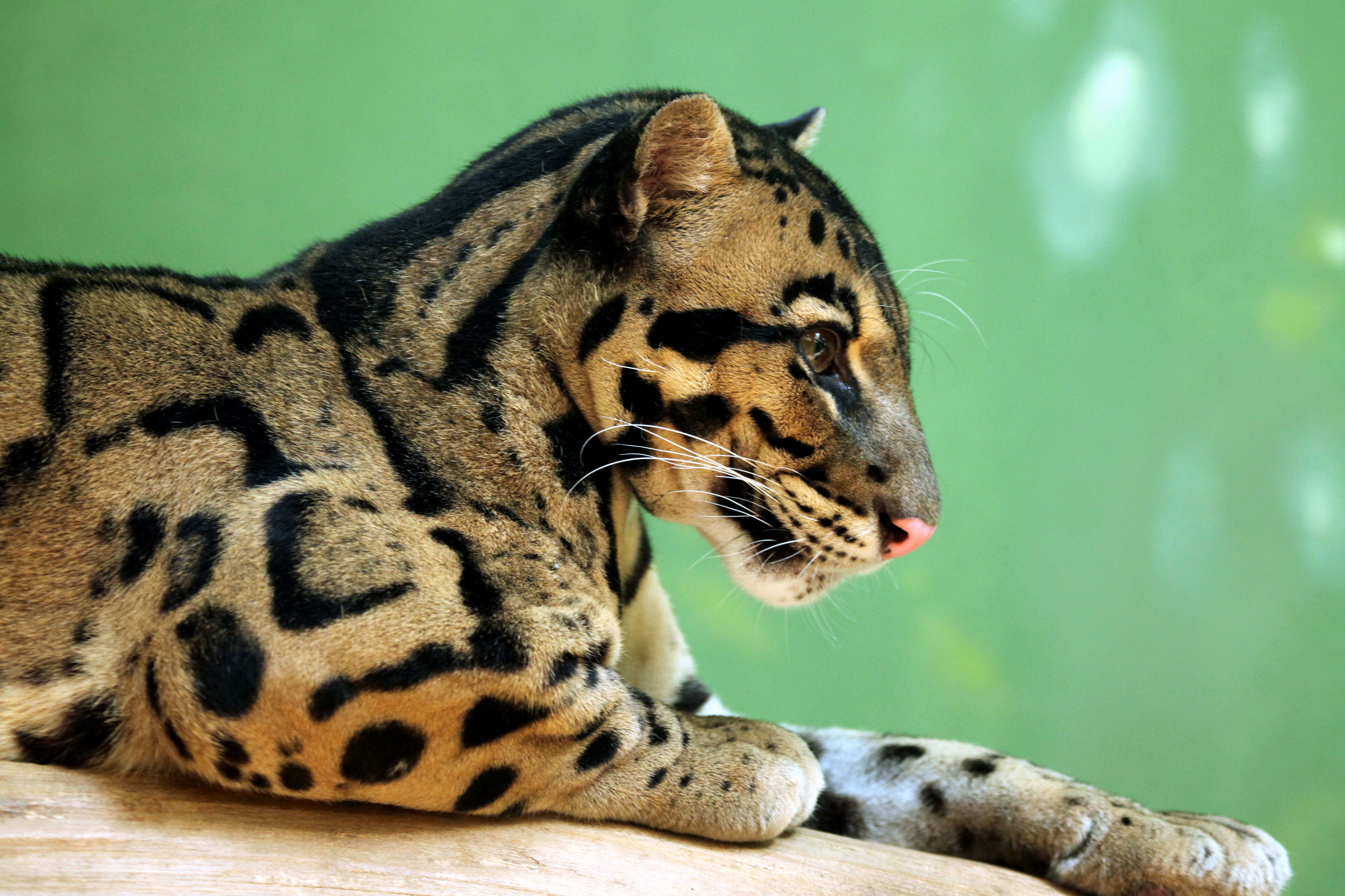 Clouded Leopard Picture