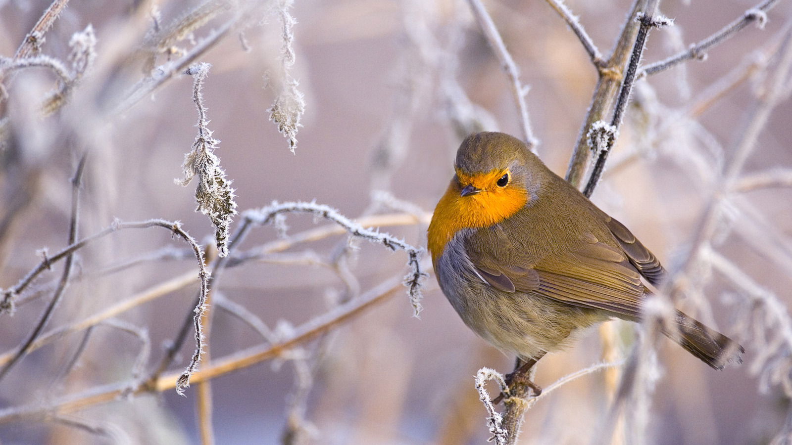 Robin in Snow-Covered Tree