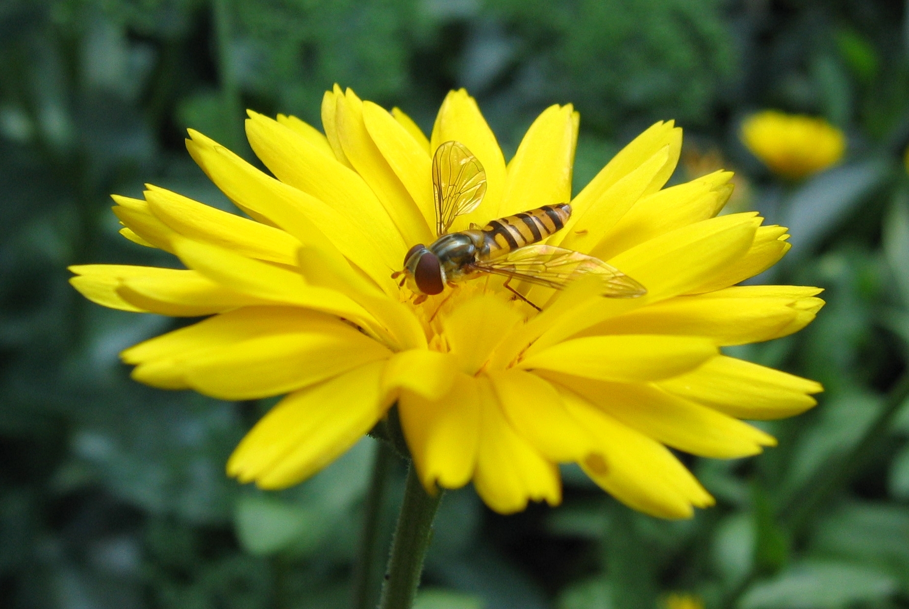 Hoverfly Picture by AngMoKio