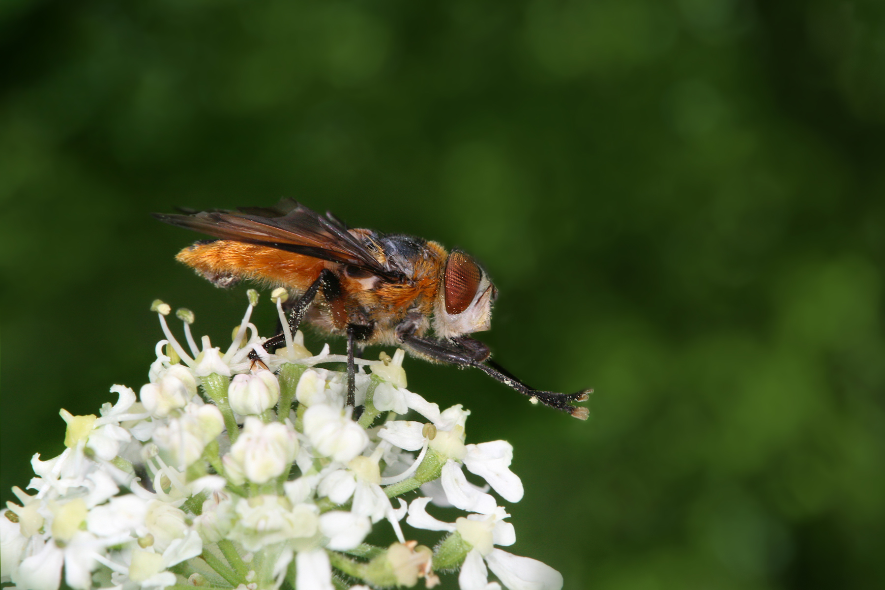 Fly picture. Phasia Hemiptera. Phasia.