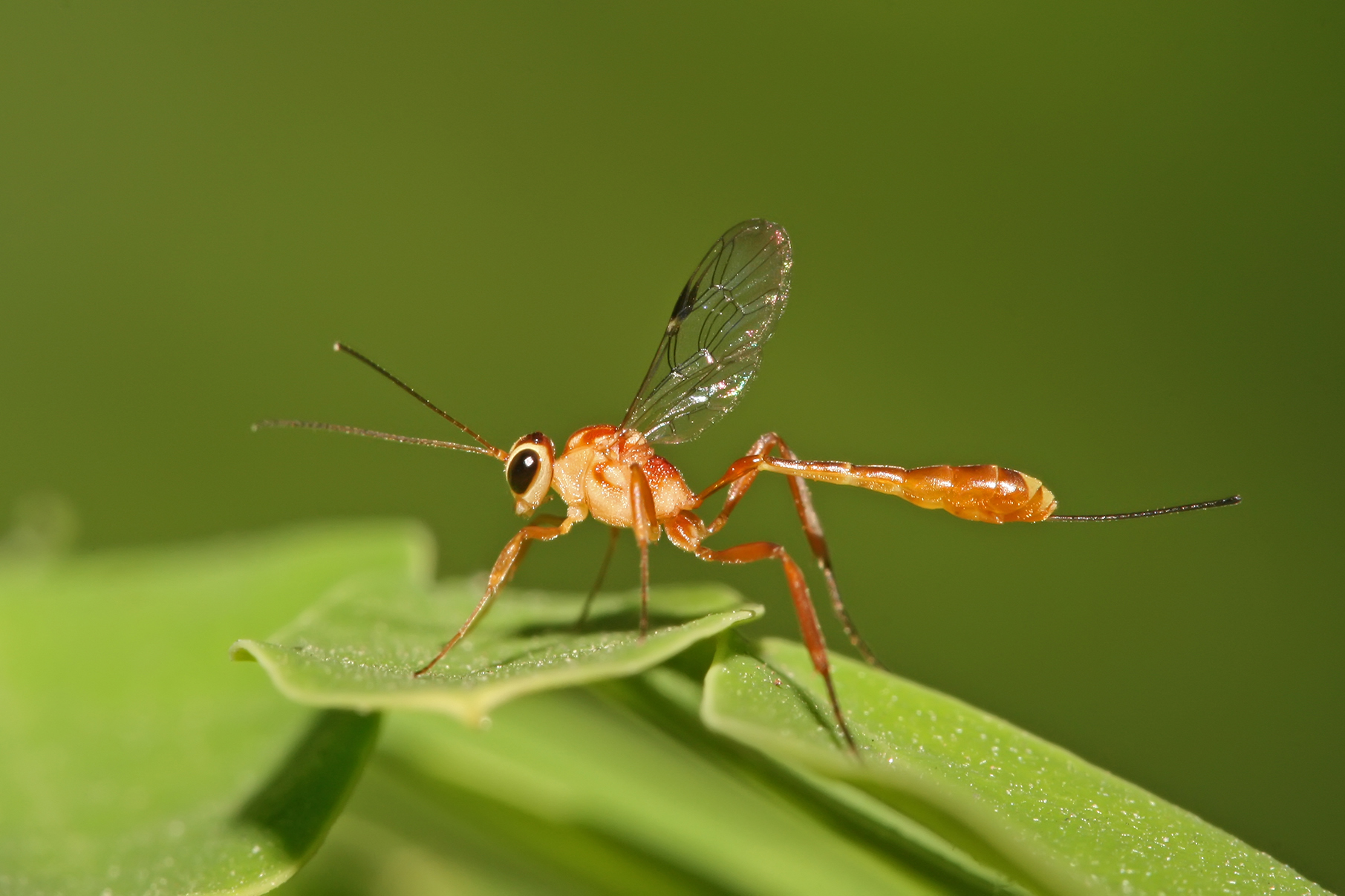Wasp Picture by Muhammad Mahdi Karim