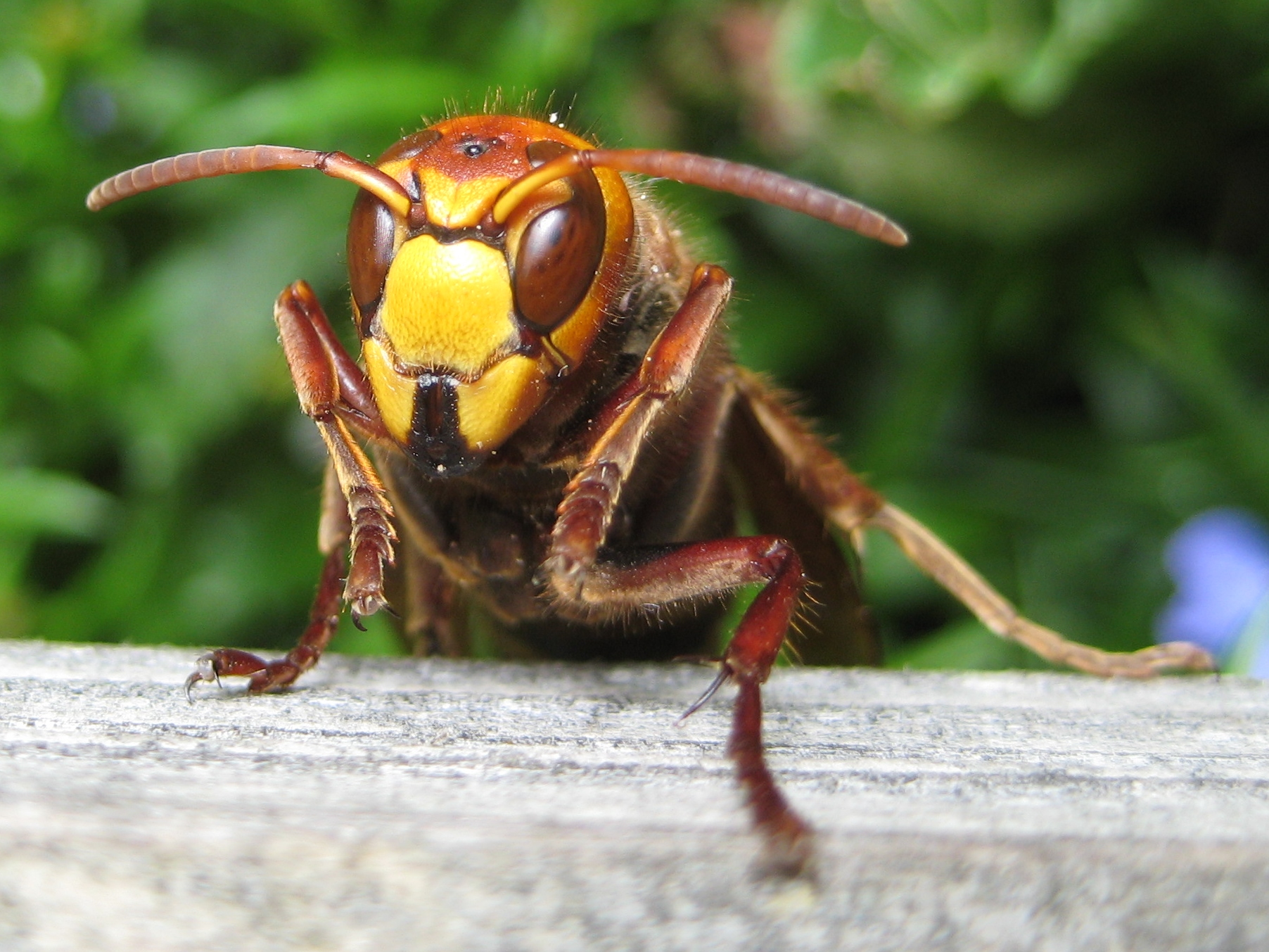 Hornet Picture by Aconcagua