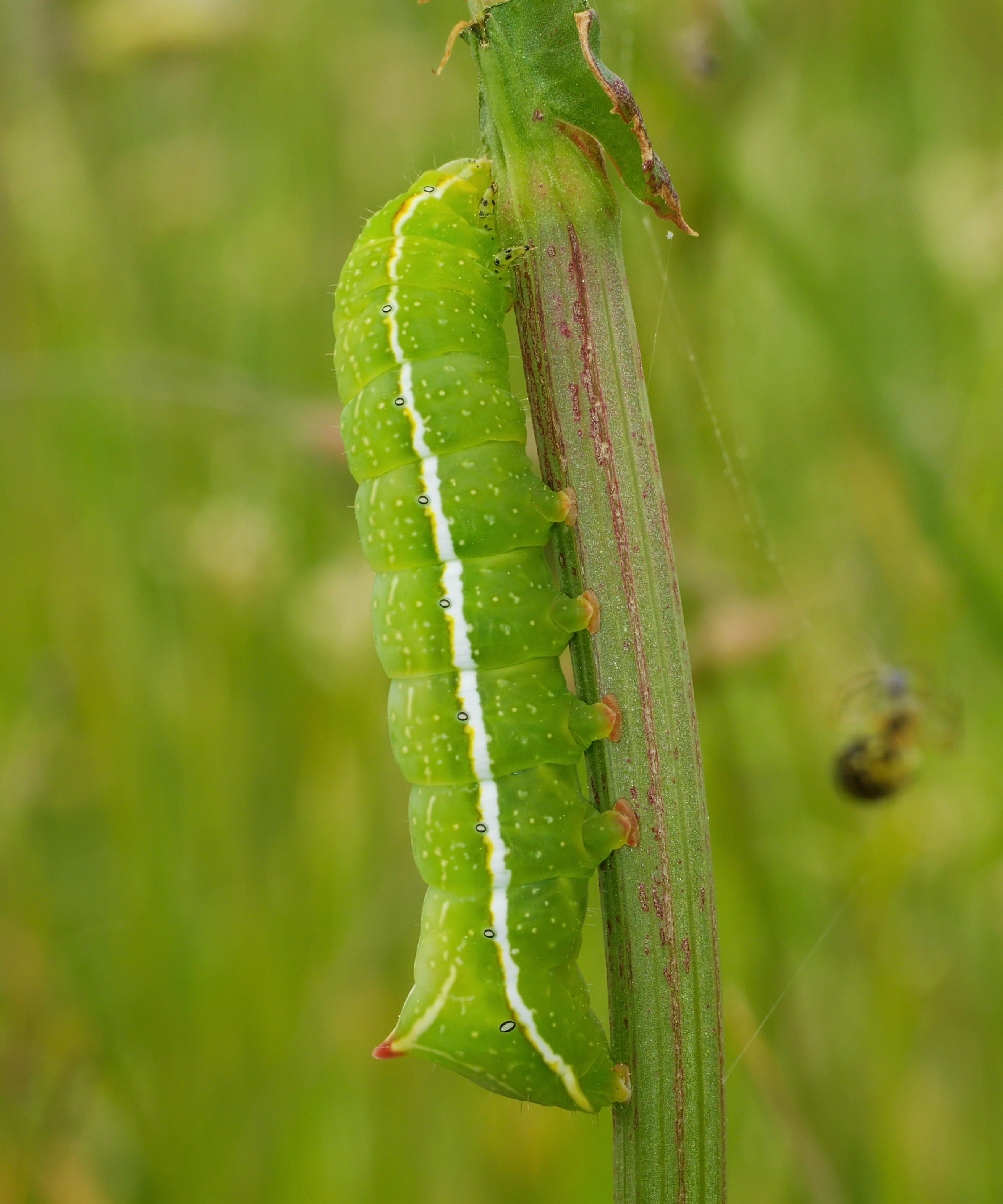 Caterpillar Picture by Andreas Eichler