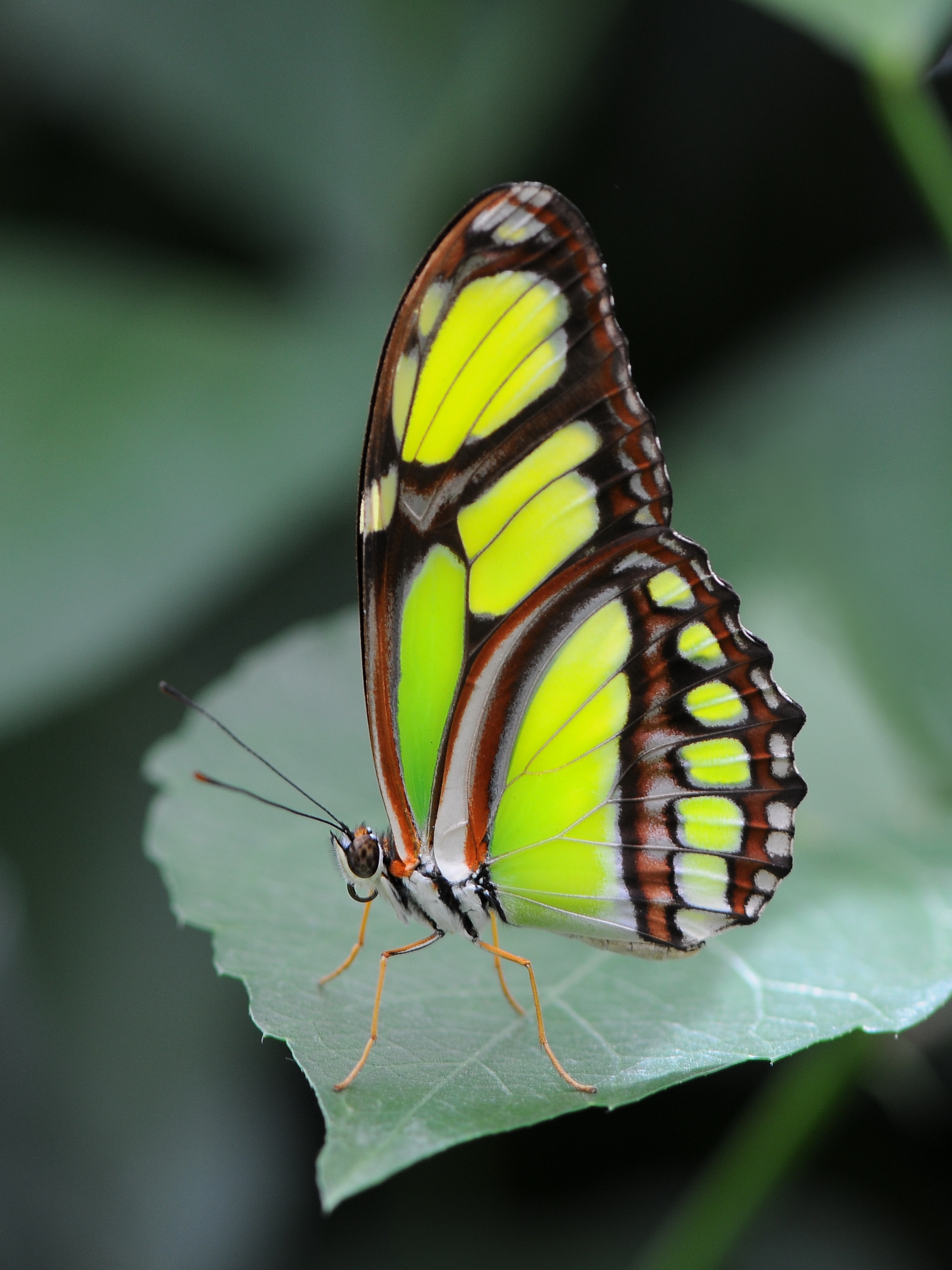 Butterfly. Парусник Подалирий гусеница. Подалирий бабочка гусеница. Геликониды бабочки. Бабочка Павлиноглазка Мимикрия.