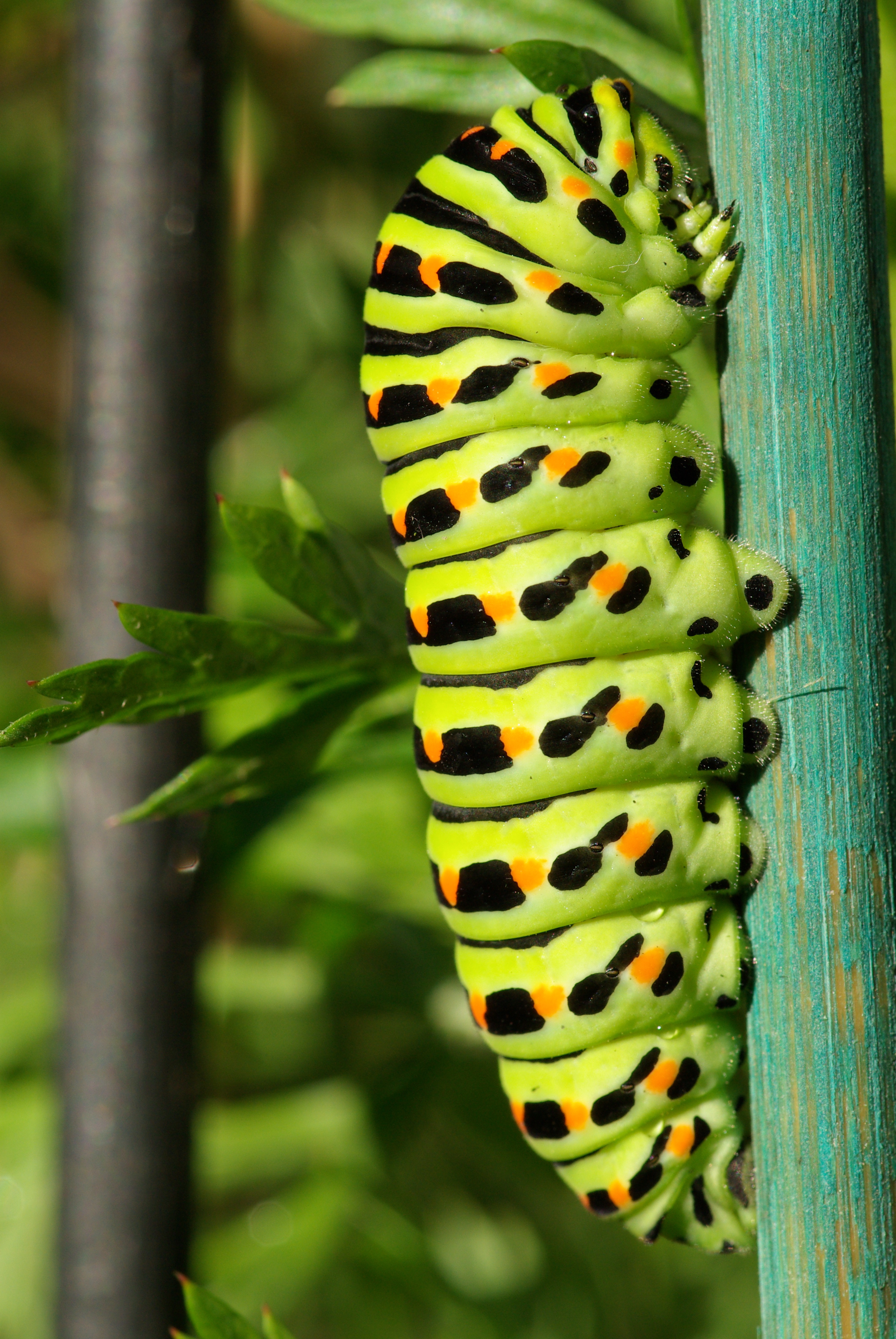 Гусеницы бабочек фото. Papilio Machaon Caterpillar. Papilio Machaon гусеница. Гусеница бабочки Махаон. Махаон Папилио гусеница.