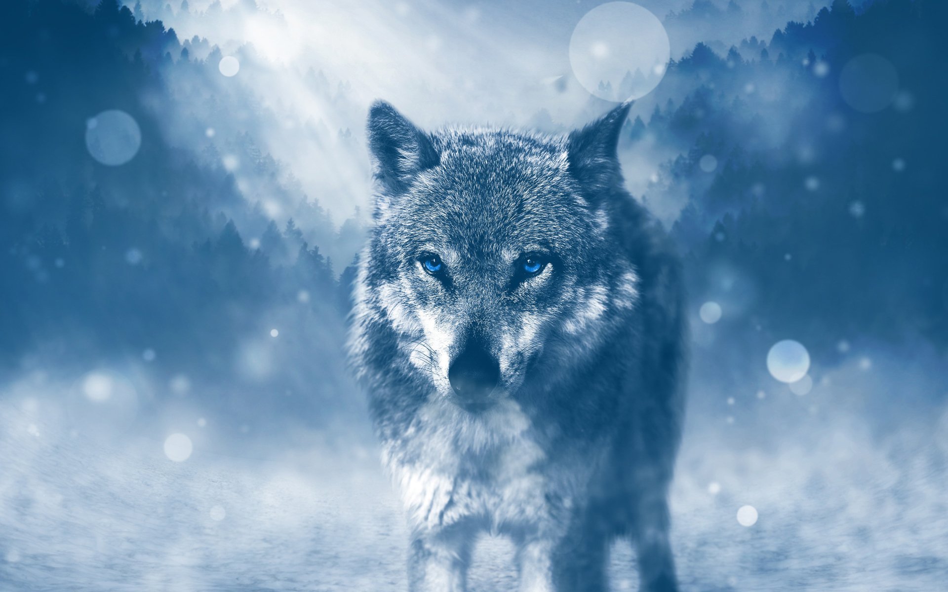 Animal wolf Image