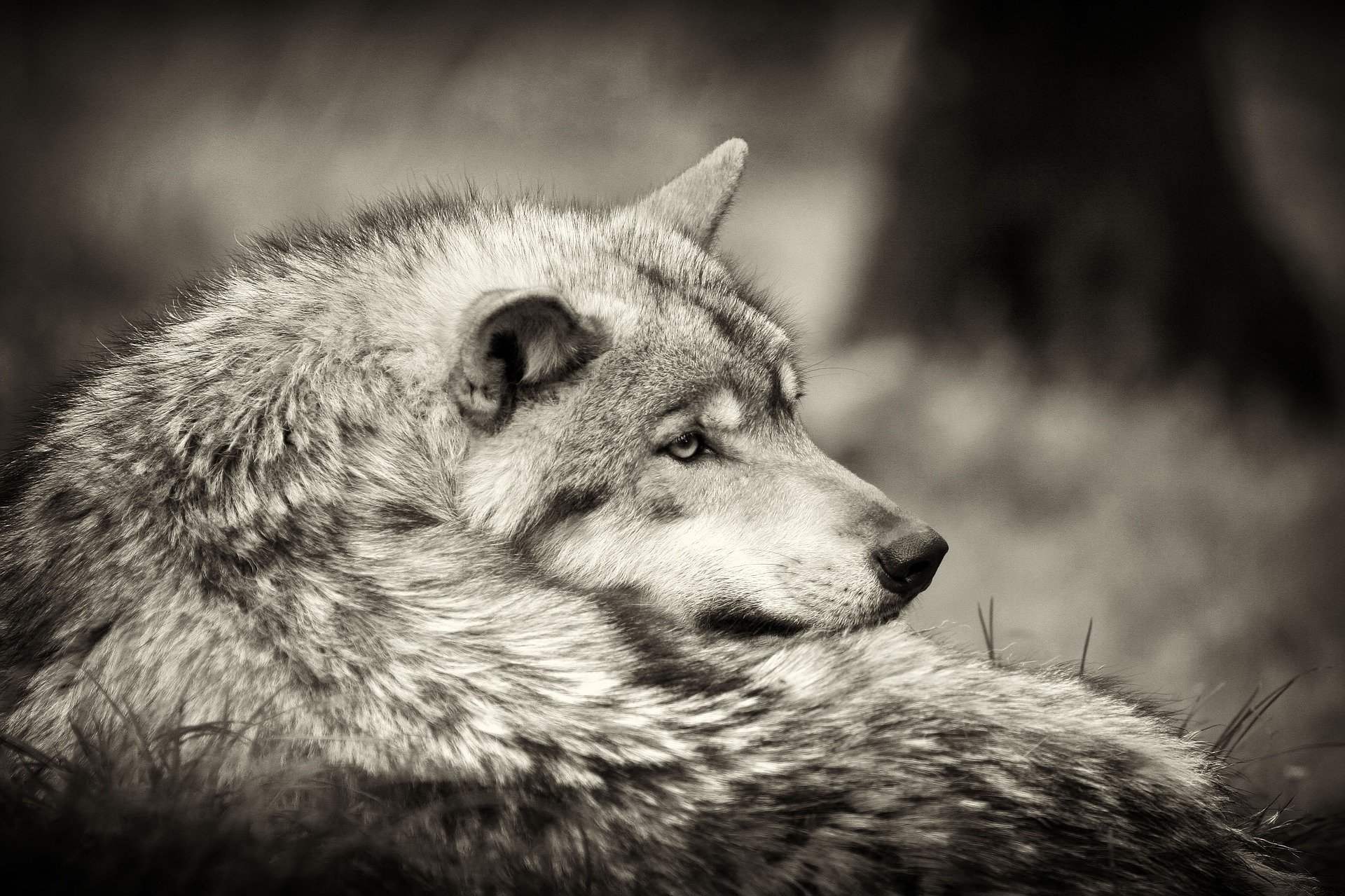 Canis lupus Image - ID: 305045 - Image Abyss