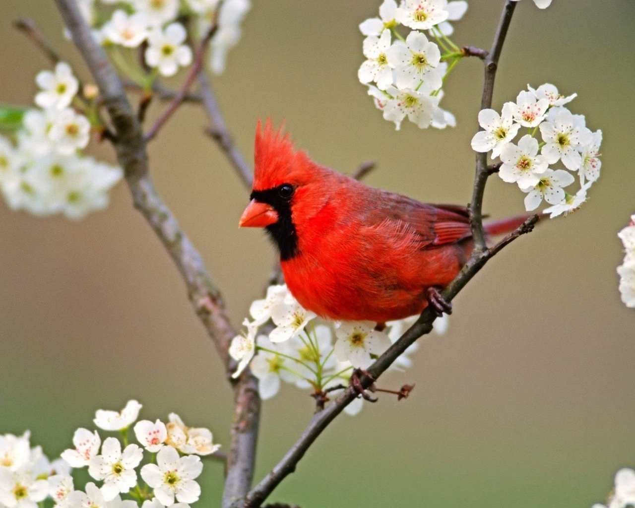 Animal cardinal Image