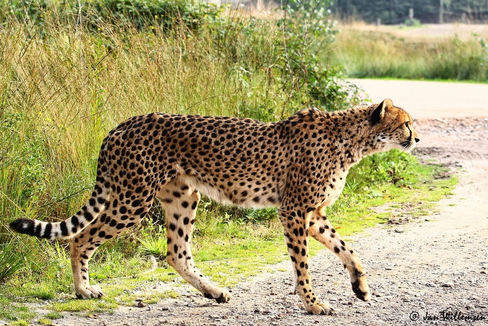 Animal Cheetah Cats Zoo Image. 
