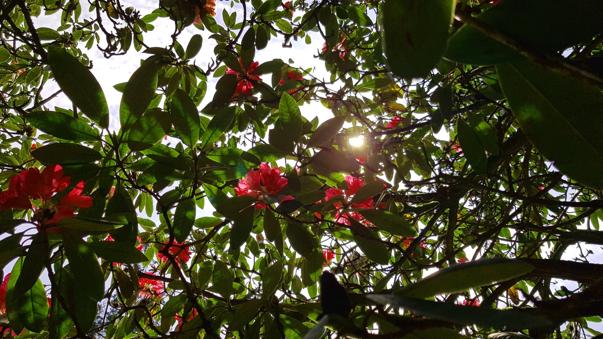  Sunlight through the trees