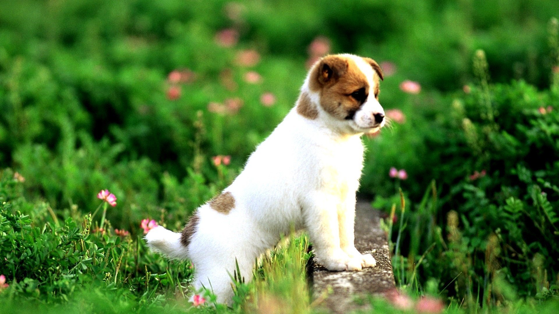 A playful puppy stands on a log, surrounded by lush green grass and colorful wildflowers, capturing the essence of a bright and vibrant outdoor setting.