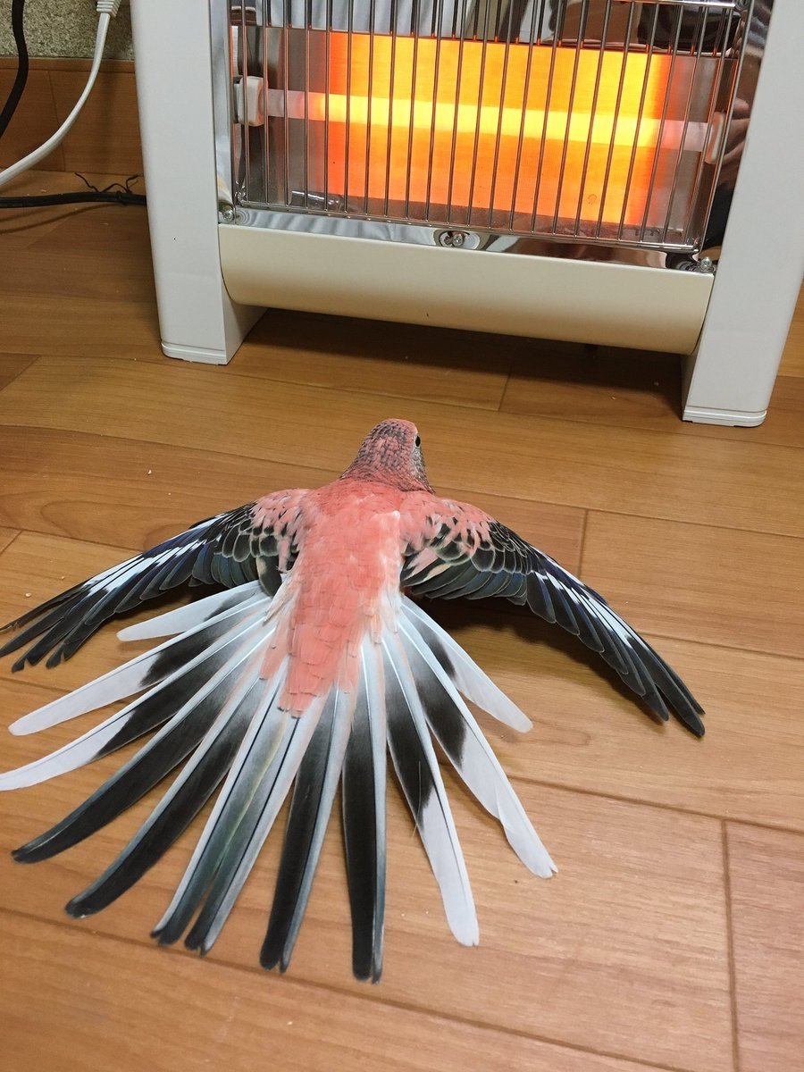A colorful bird spreads its wings on the floor in front of a heater, enjoying the warmth. The vibrant feathers contrast against the wooden floor and cozy environment.