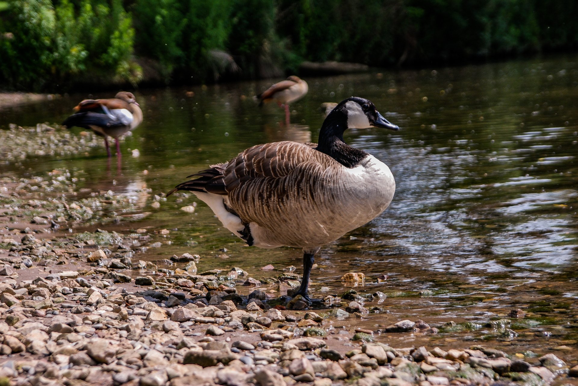 Canada Goose - Desktop Wallpapers, Phone Wallpaper, PFP, Gifs, and More!