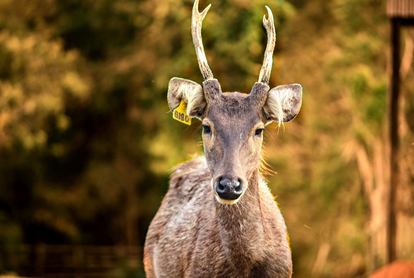  cervus unicolor brookei