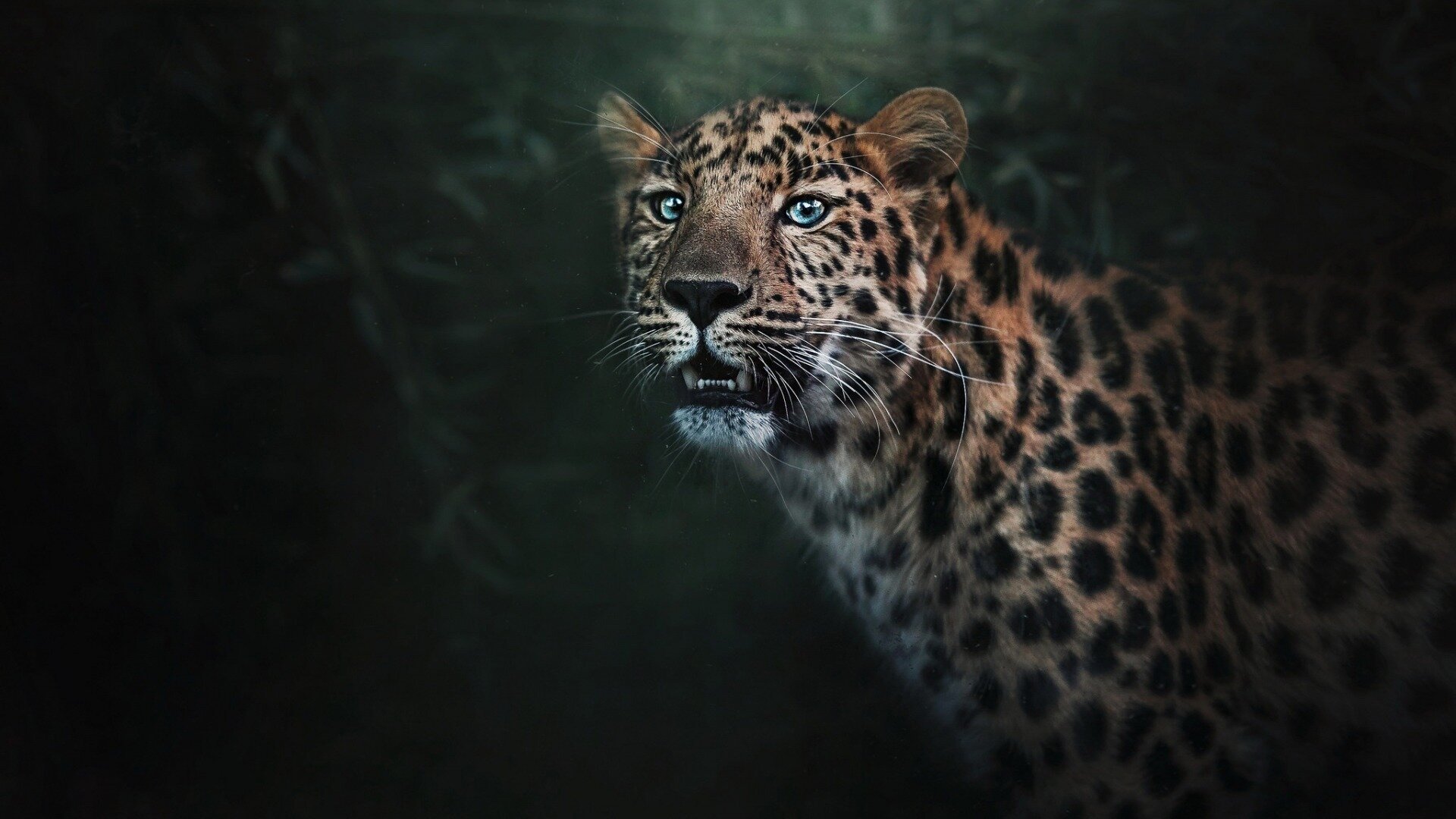 Download Animal Leopard Image