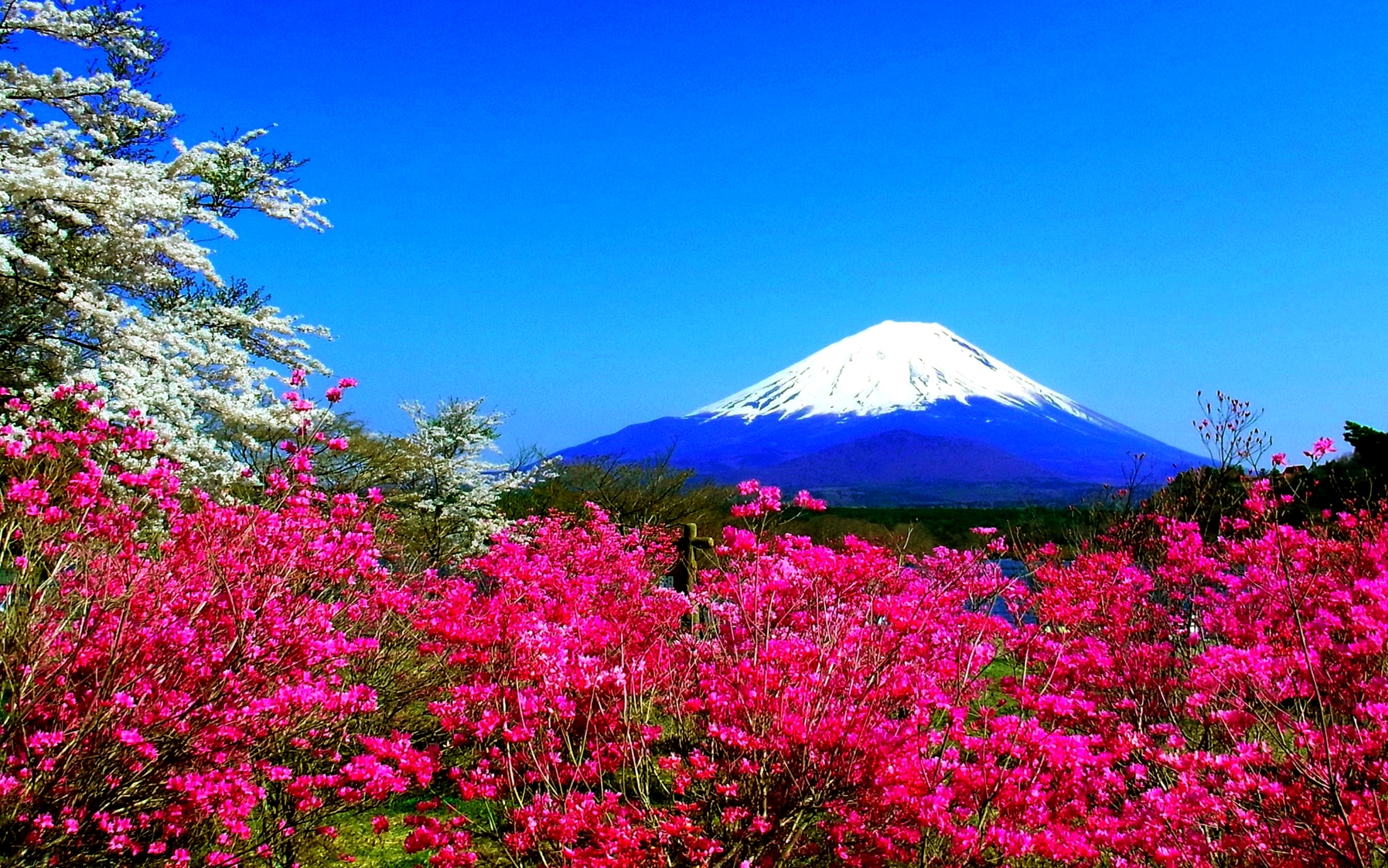 View of Mount Fuji in Spring
