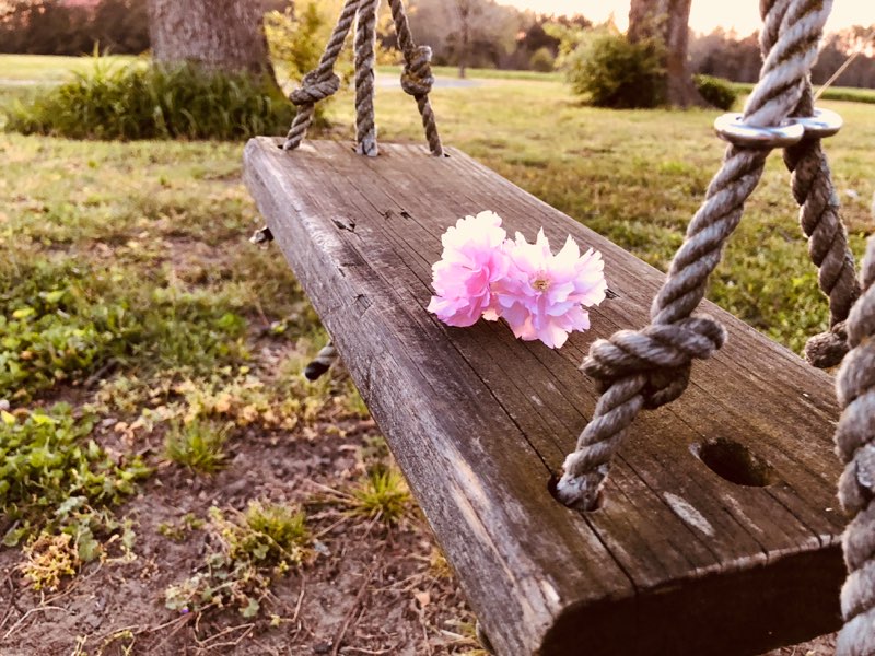 Brown Wooden Swing Hanging on a Tree · Free Stock Photo