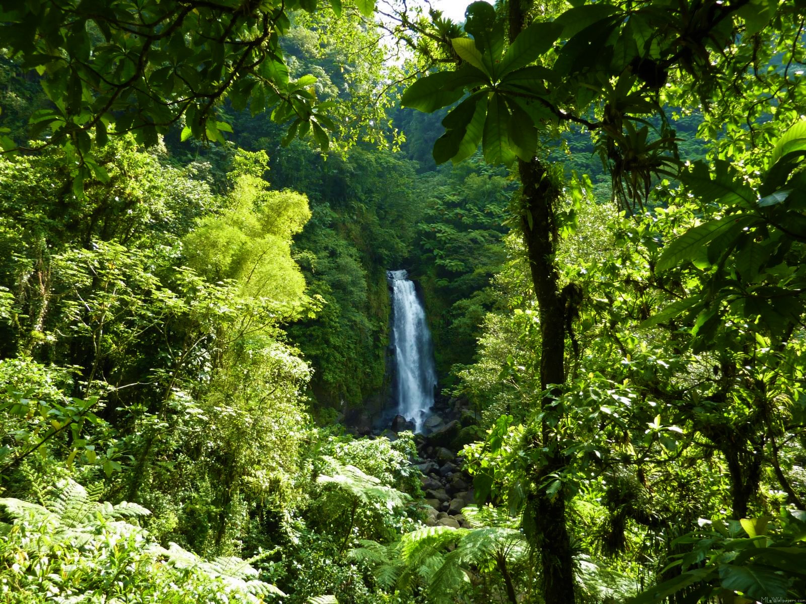 Субтропические дождевые леса климат