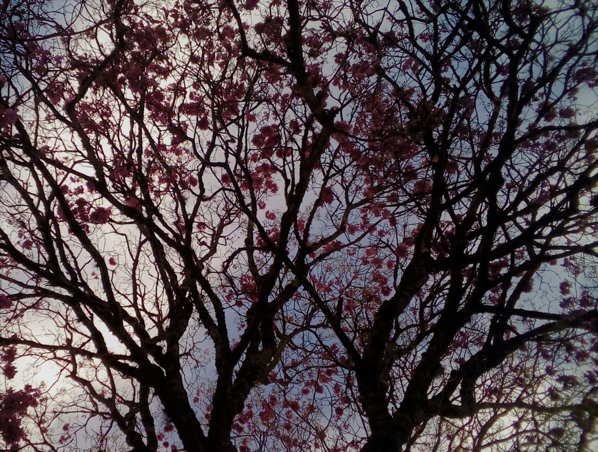 Entardecer entre as cerejeiras by TLeech