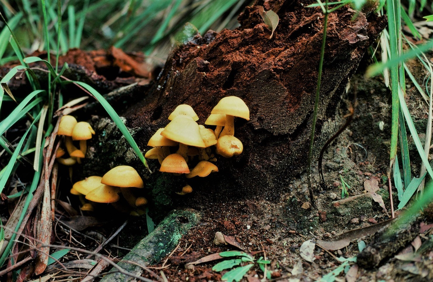 Mushrooms in a South Coast National Park, Australia by lonewolf6738