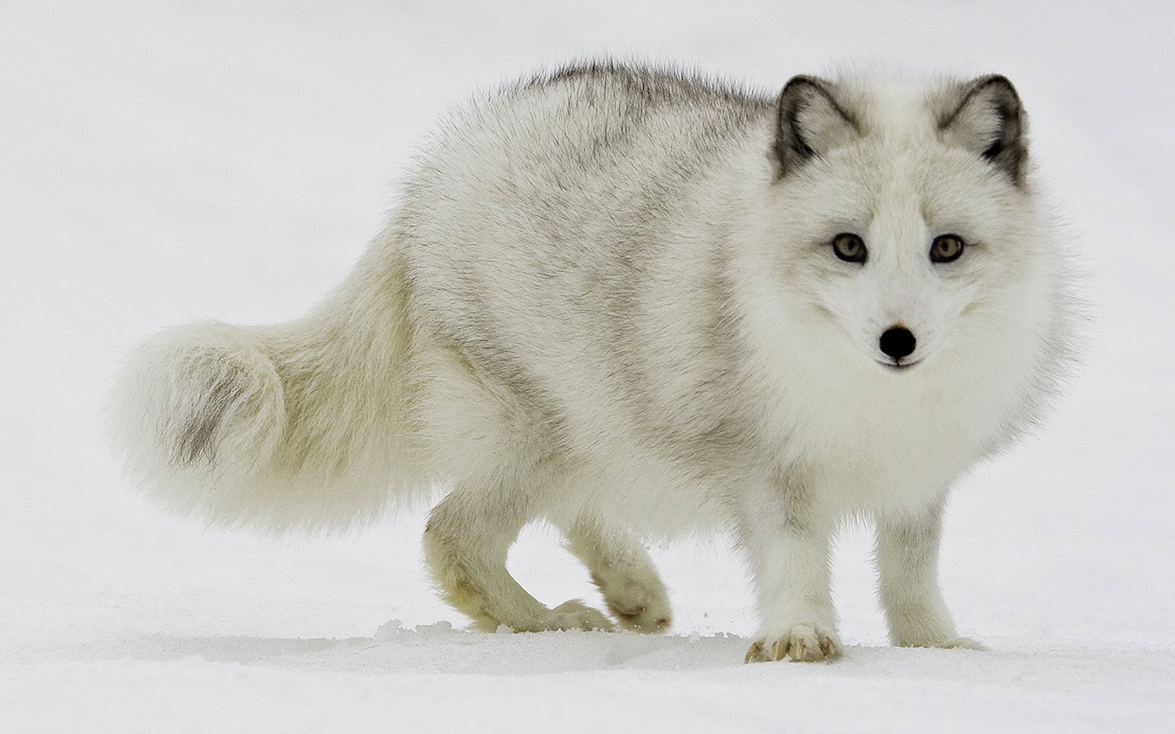 An arctic fox stands on a snowy landscape, showcasing its thick, white fur and striking blue-gray eyes, embodying the beauty of its cold environment.
