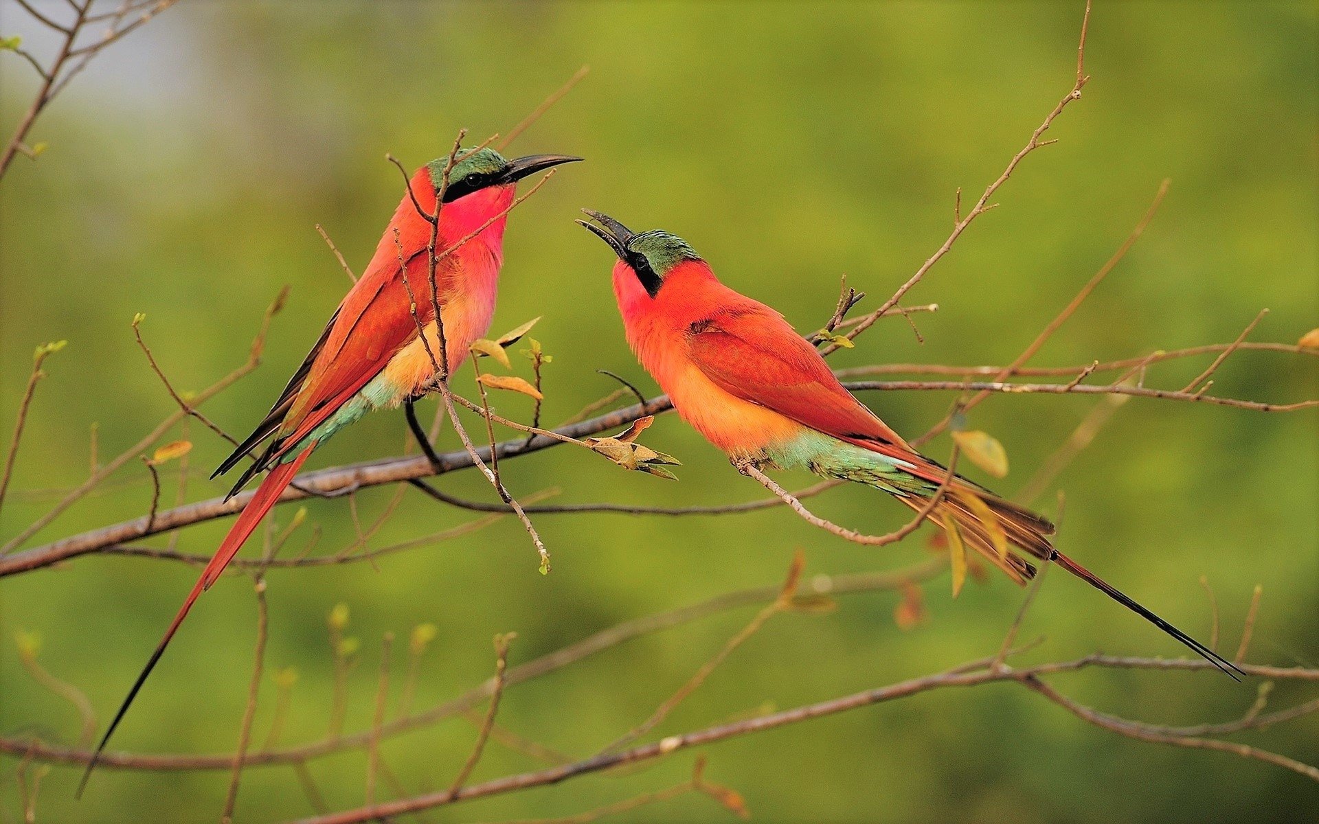 Download Branch Bird Animal Bee-eater Image