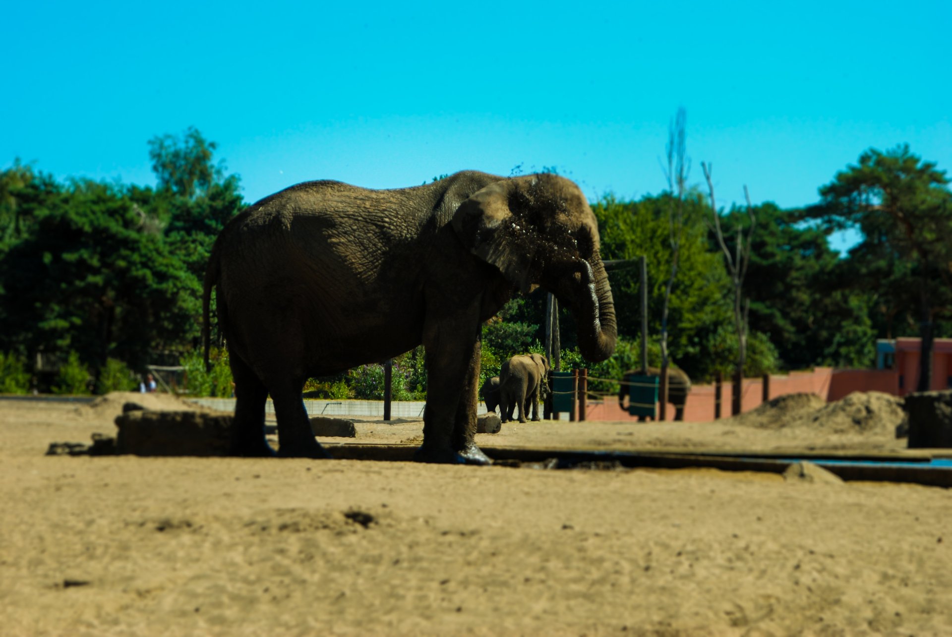Animal elephant Image