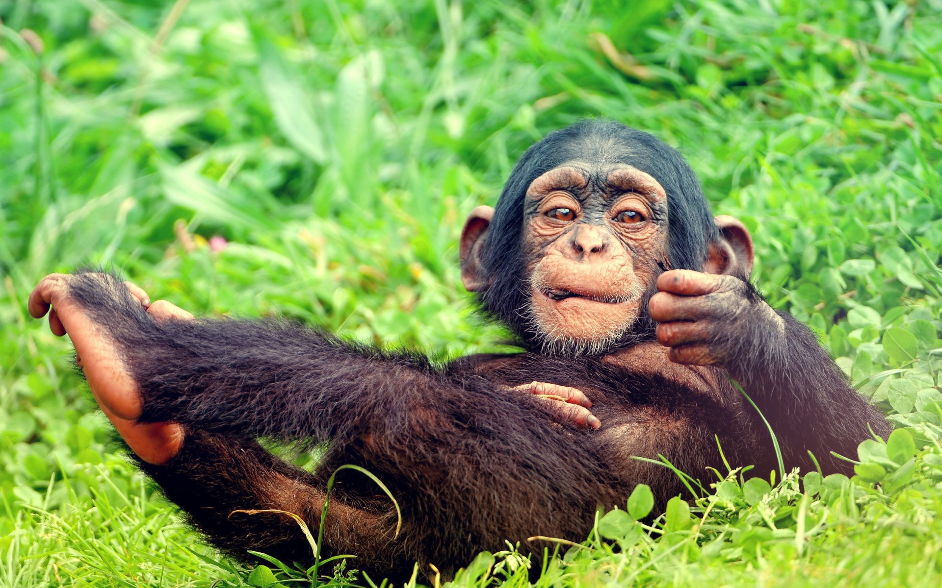 Animal chimpanzee Image