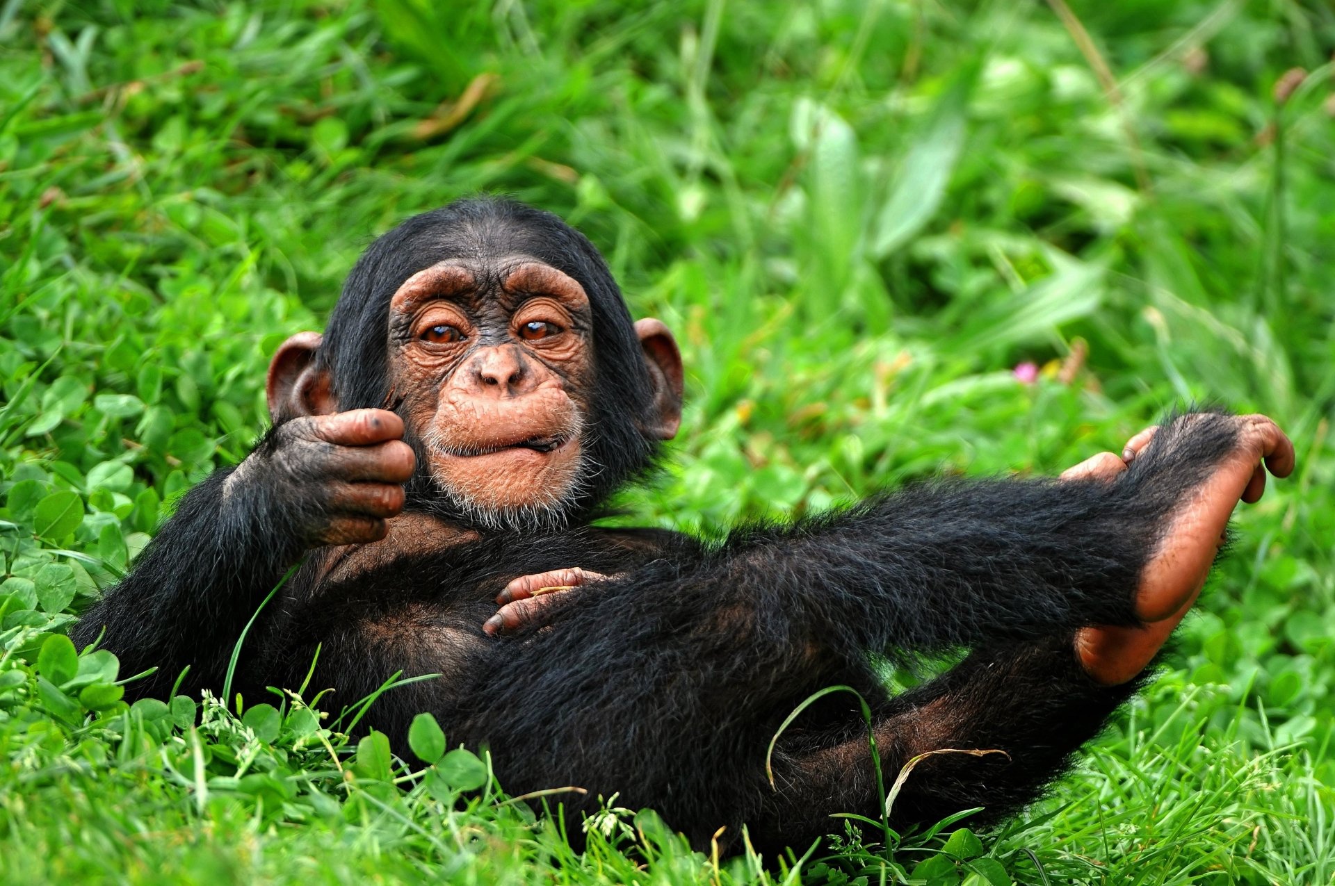 Funny Chimpanzee - Image Abyss