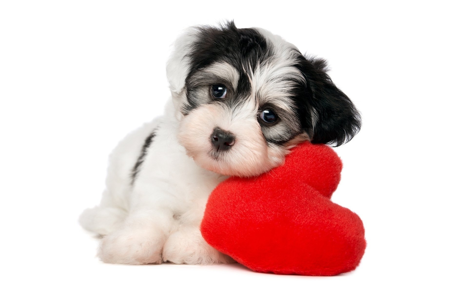 A cute puppy rests its head on a red heart, showcasing its playful spirit and charm. The adorable dog captures hearts with its sweet expression and fluffy coat.