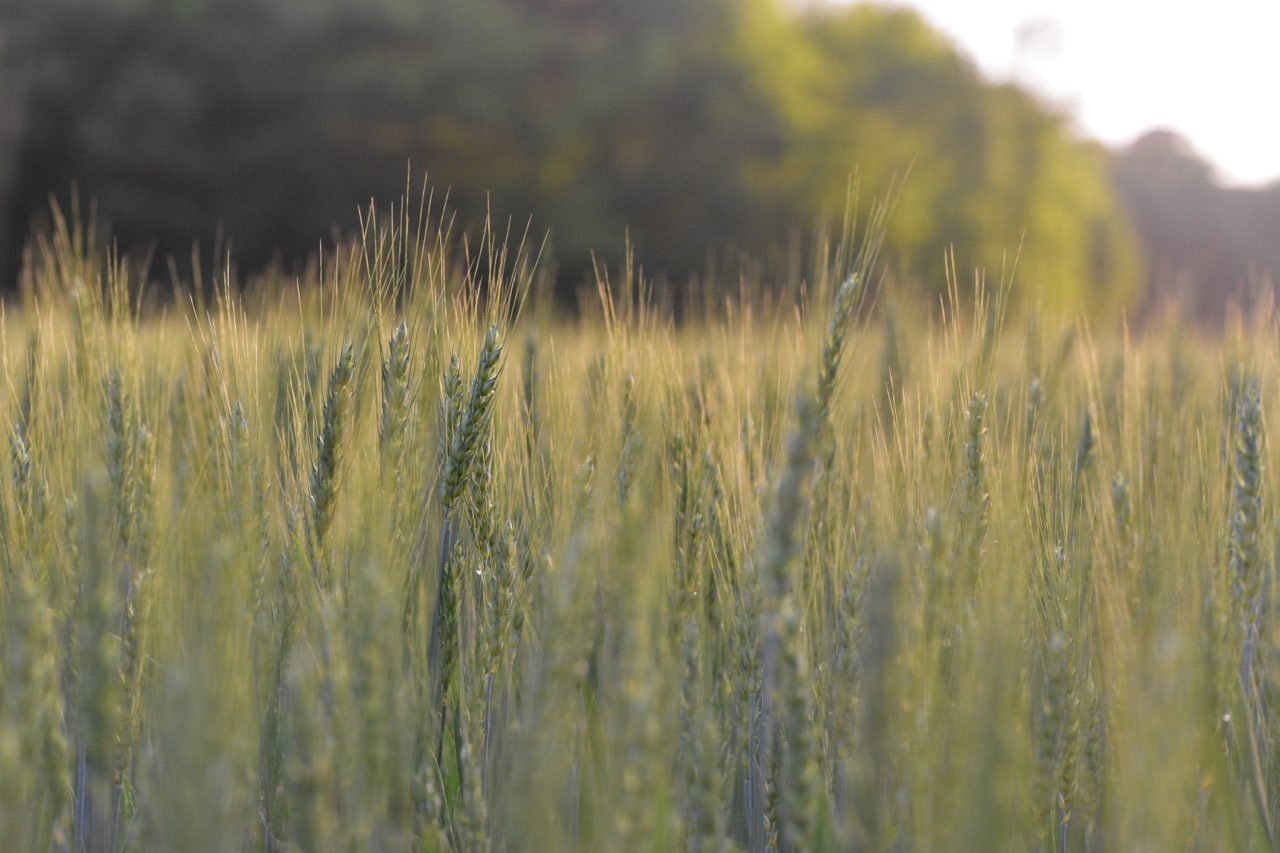  Field Wheat