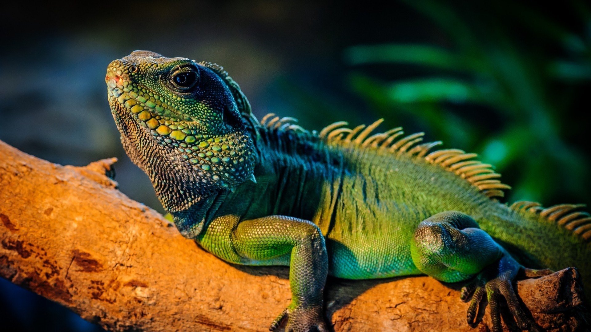 Iguana Image - ID: 306637 - Image Abyss