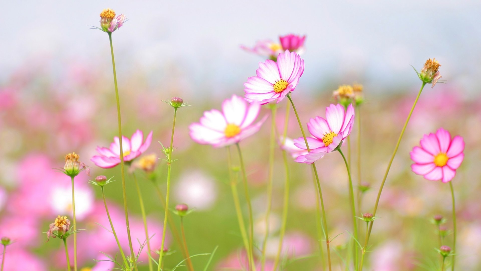 A field of delicate pink Cosmos flowers gently sways in nature, with soft green stems and a blurred background of more blossoms.