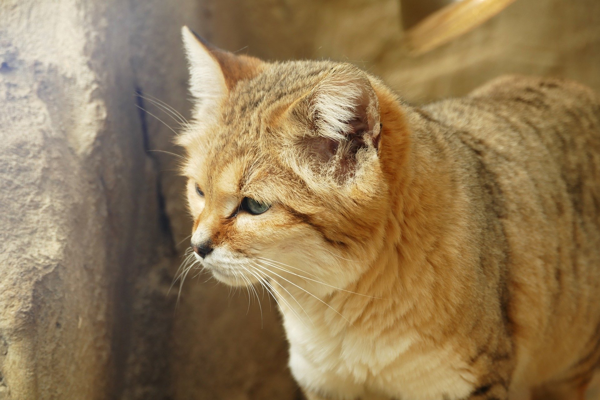 Sand Cat - Desktop Wallpapers, Phone Wallpaper, PFP, Gifs, and More!