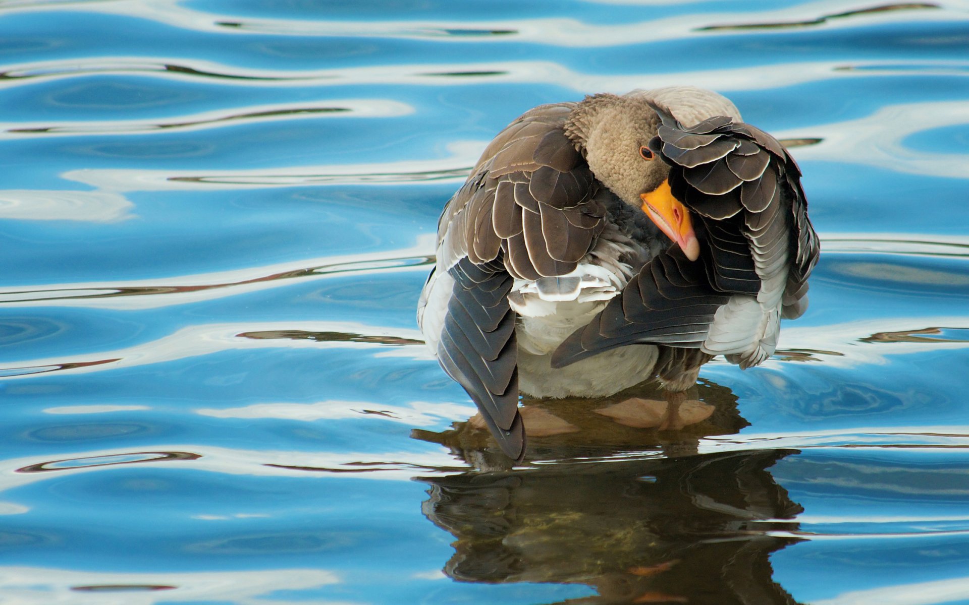 Animal goose Image