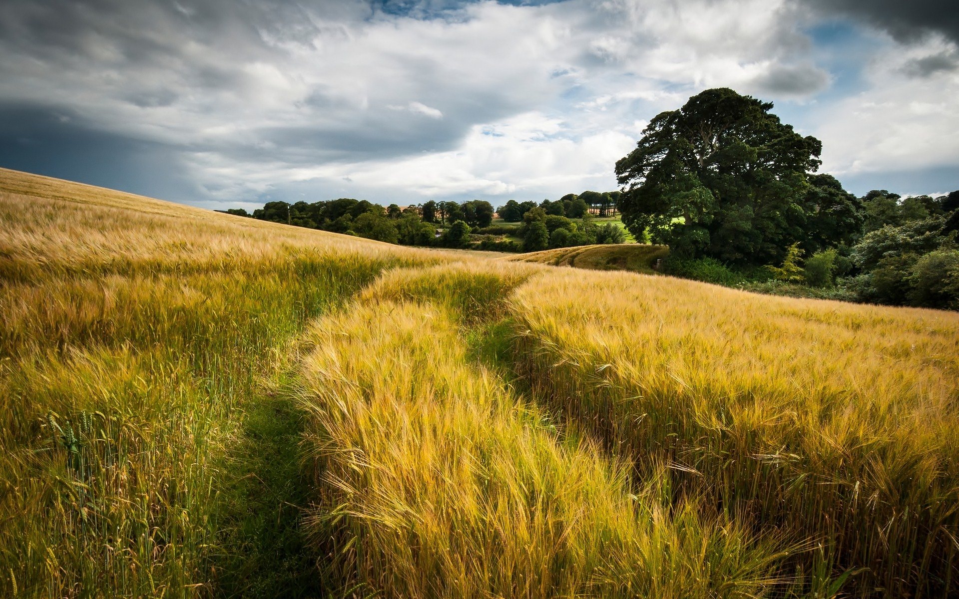 A vast golden field under a cloudy sky, with a winding path leading towards a large tree and dense greenery in the background, highlighting the beauty of nature.