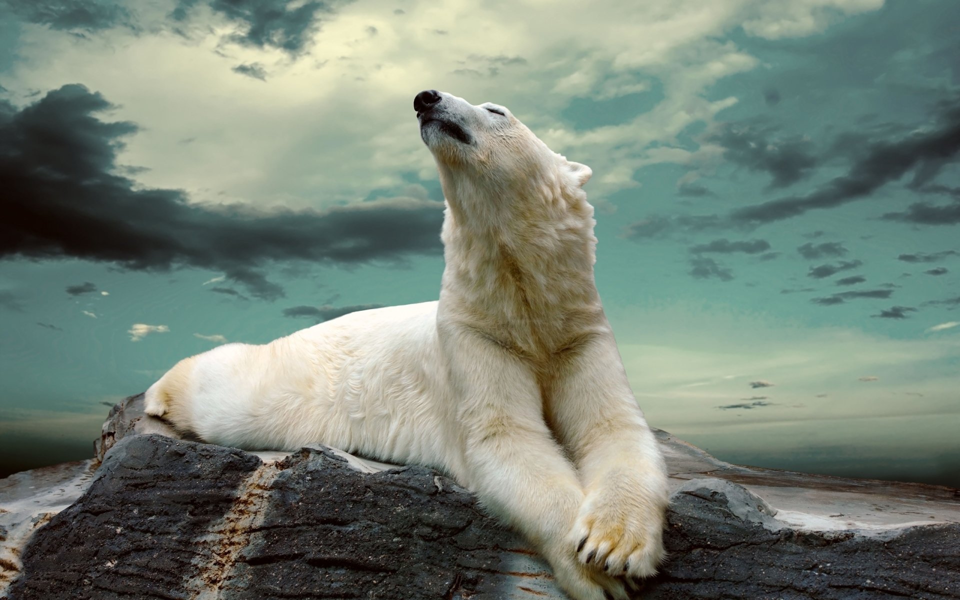 polar-bear-image-id-306955-image-abyss