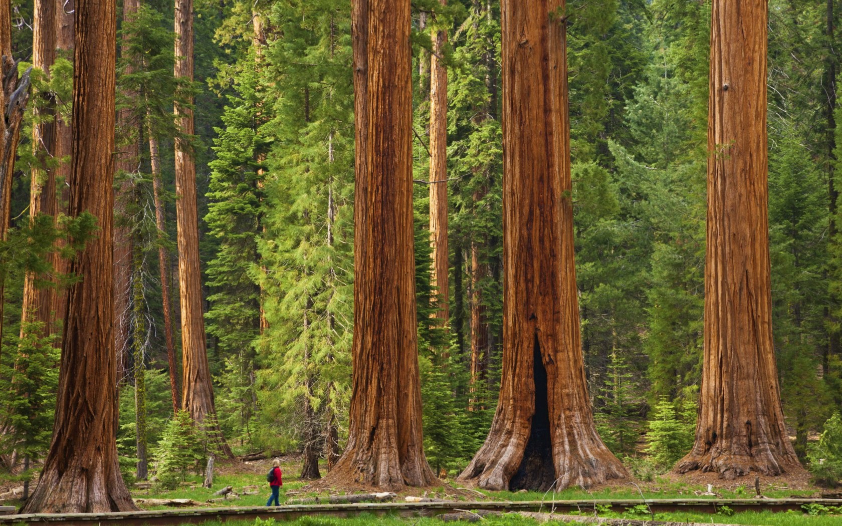 Самое самое в мире дерево. Калифорнийская Секвойя Гиперион. Парк Секвойя Калифорния. Секвойя дерево. Парк секвойи в Северной Америке.