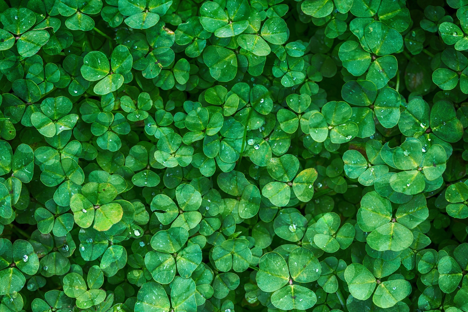 Clover Picture