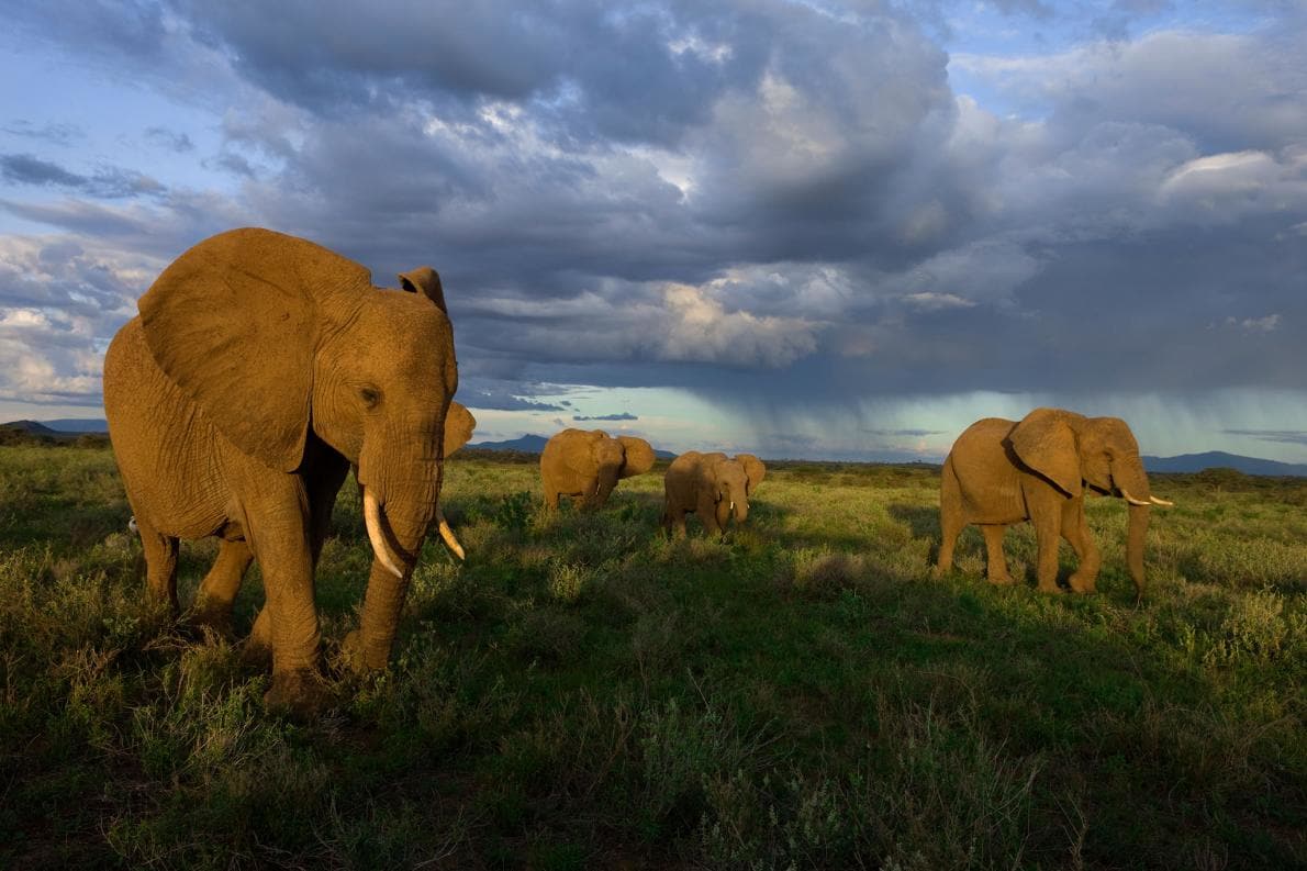 African Bush Elephant Picture - Image Abyss