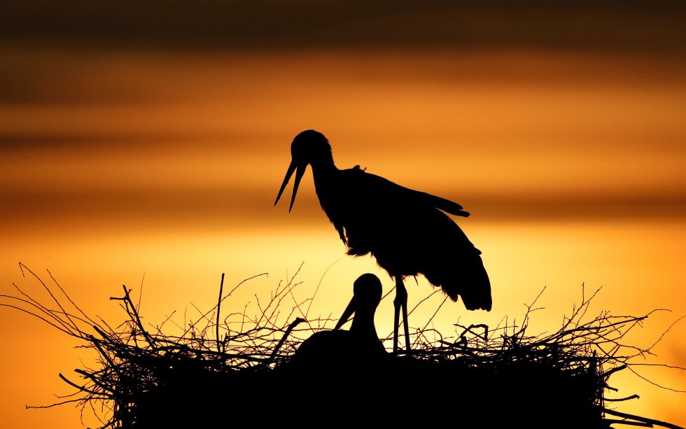 Stork Picture