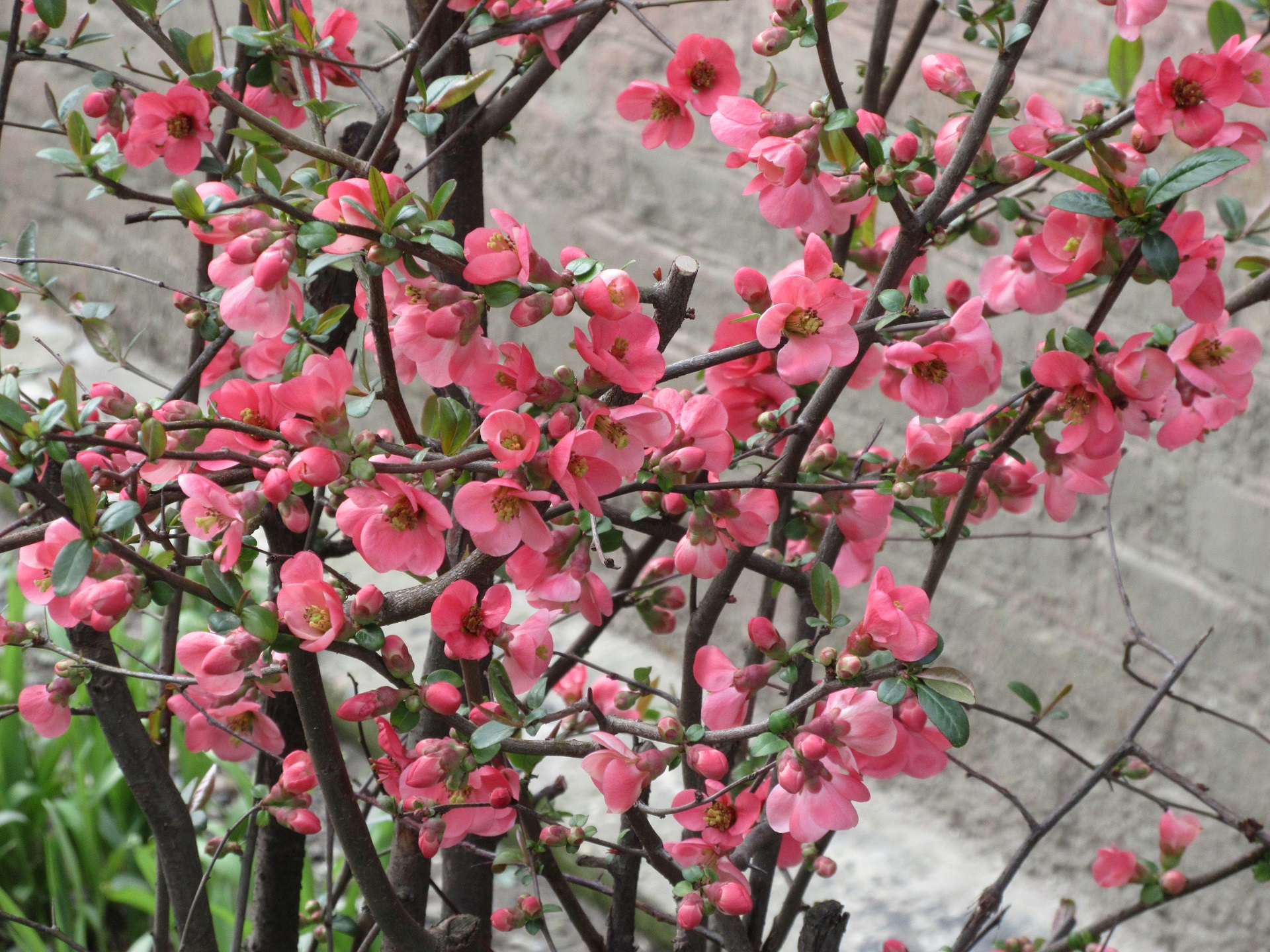 Кустарник цветущий розовыми цветами весной с названиями фото