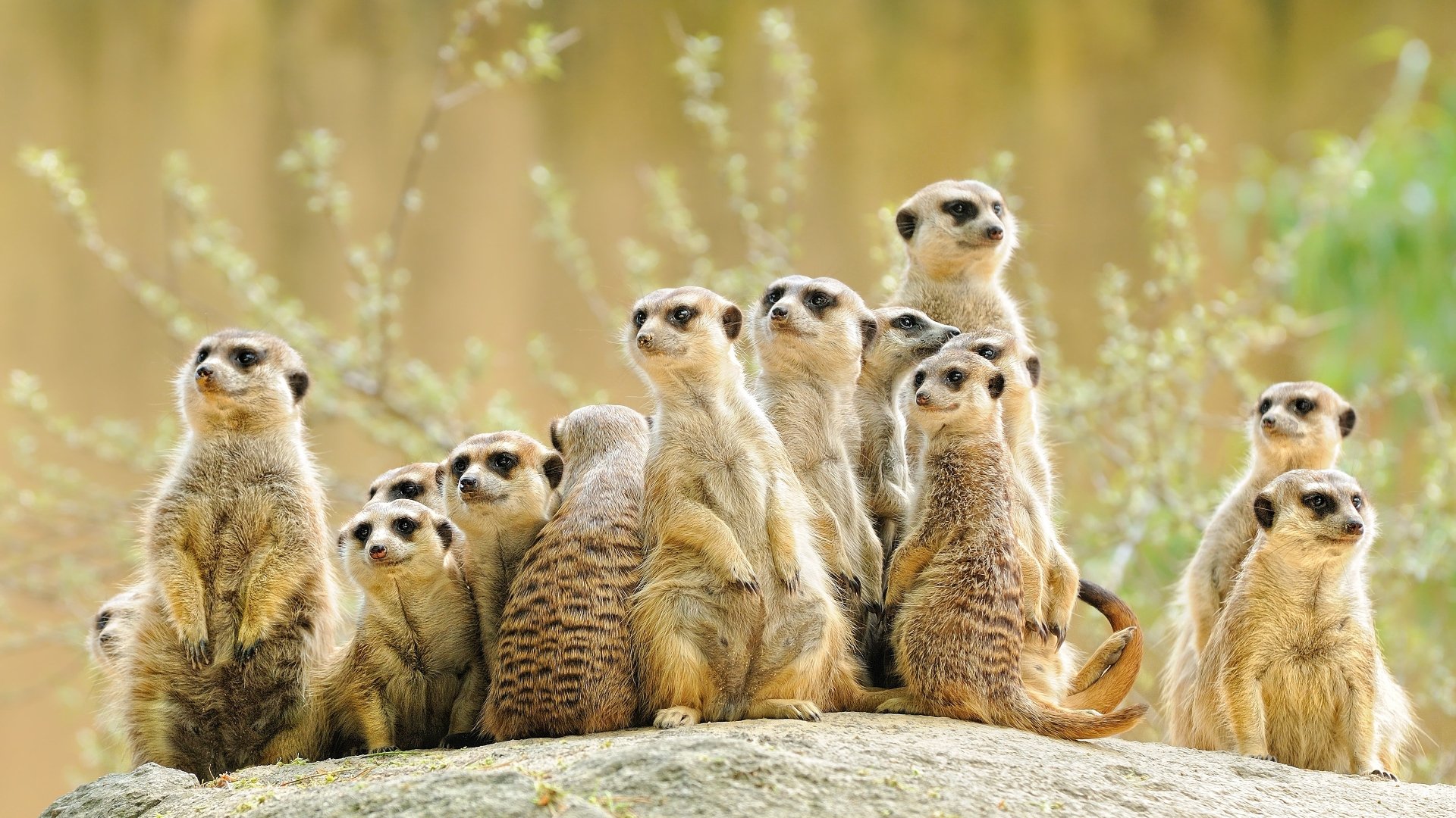 Download Cute Animal Meerkat Image