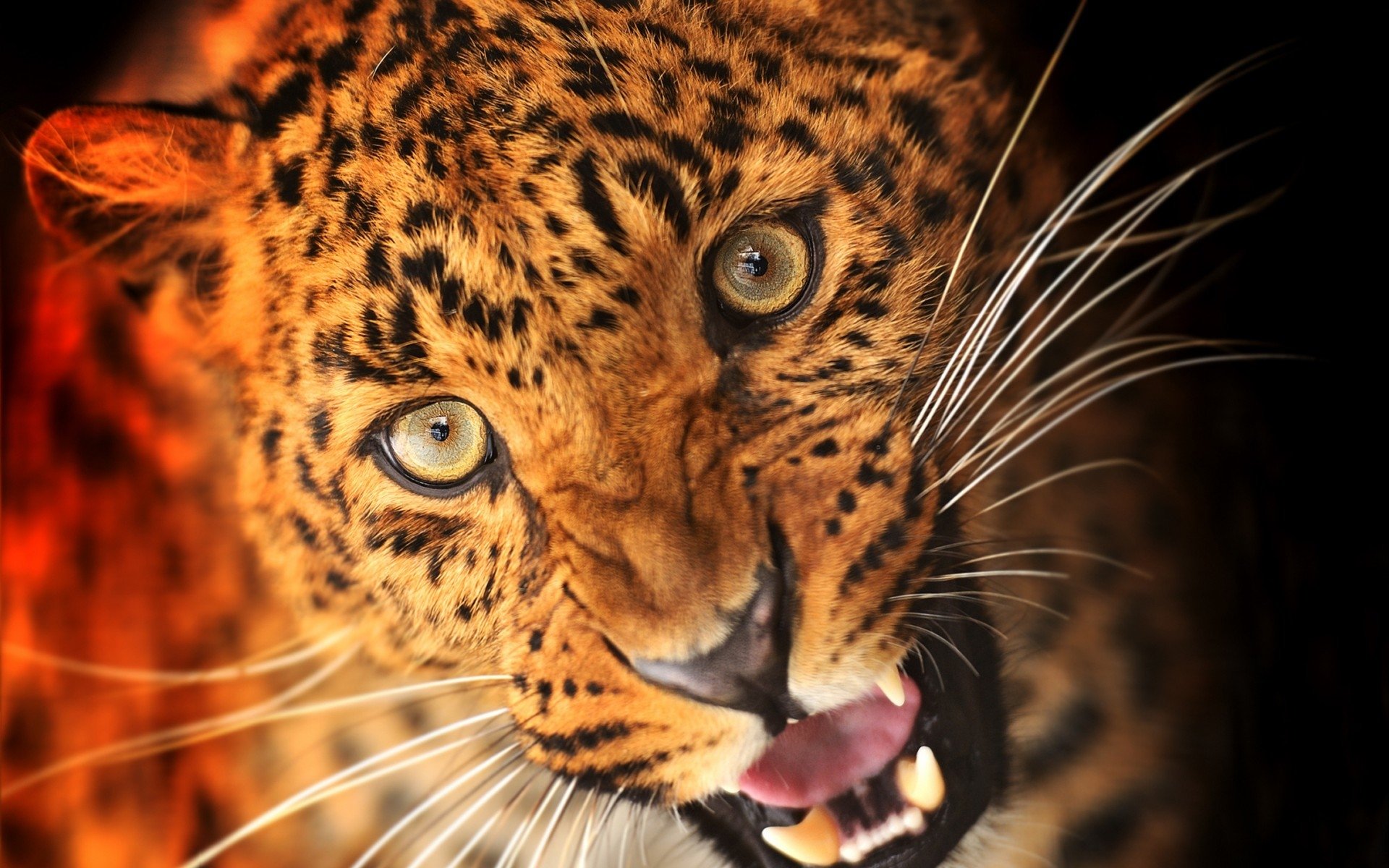 Leopard Image - ID: 307077 - Image Abyss