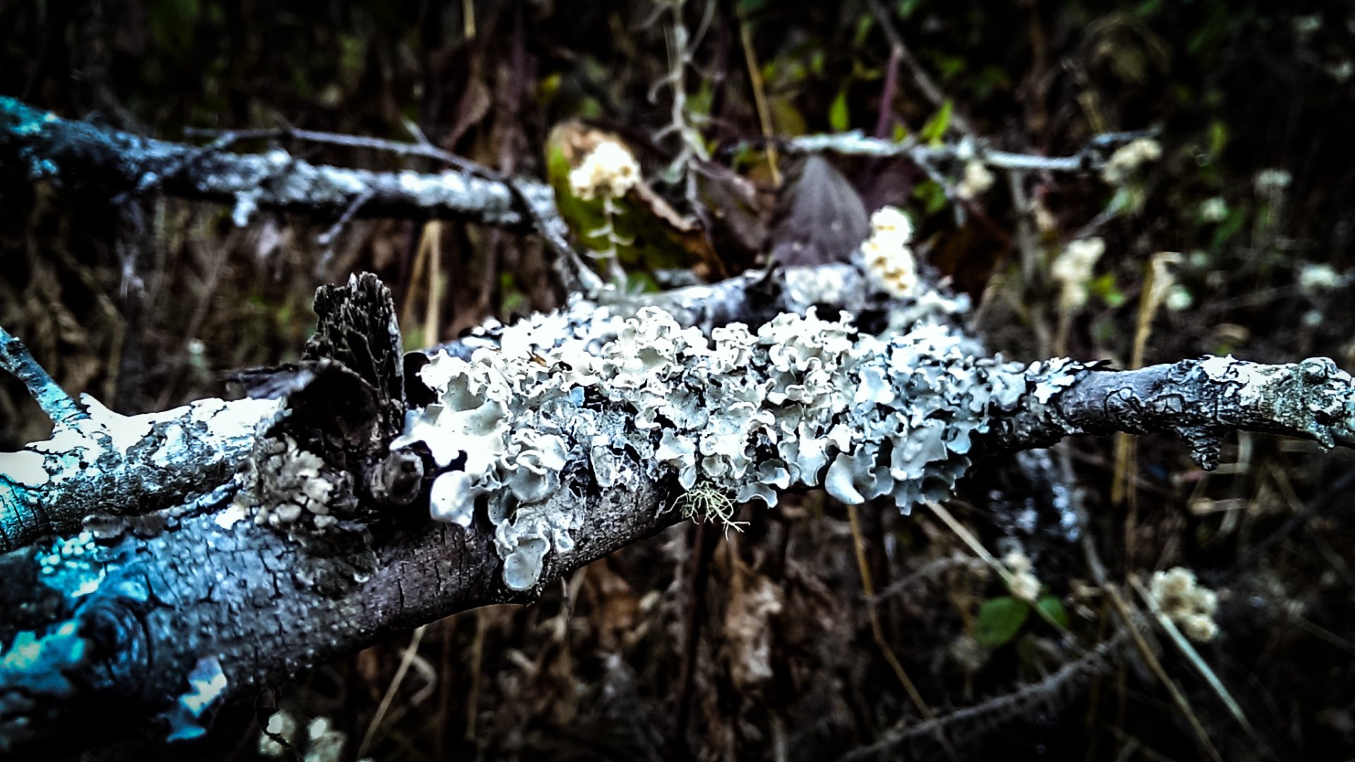 nature lichen Image