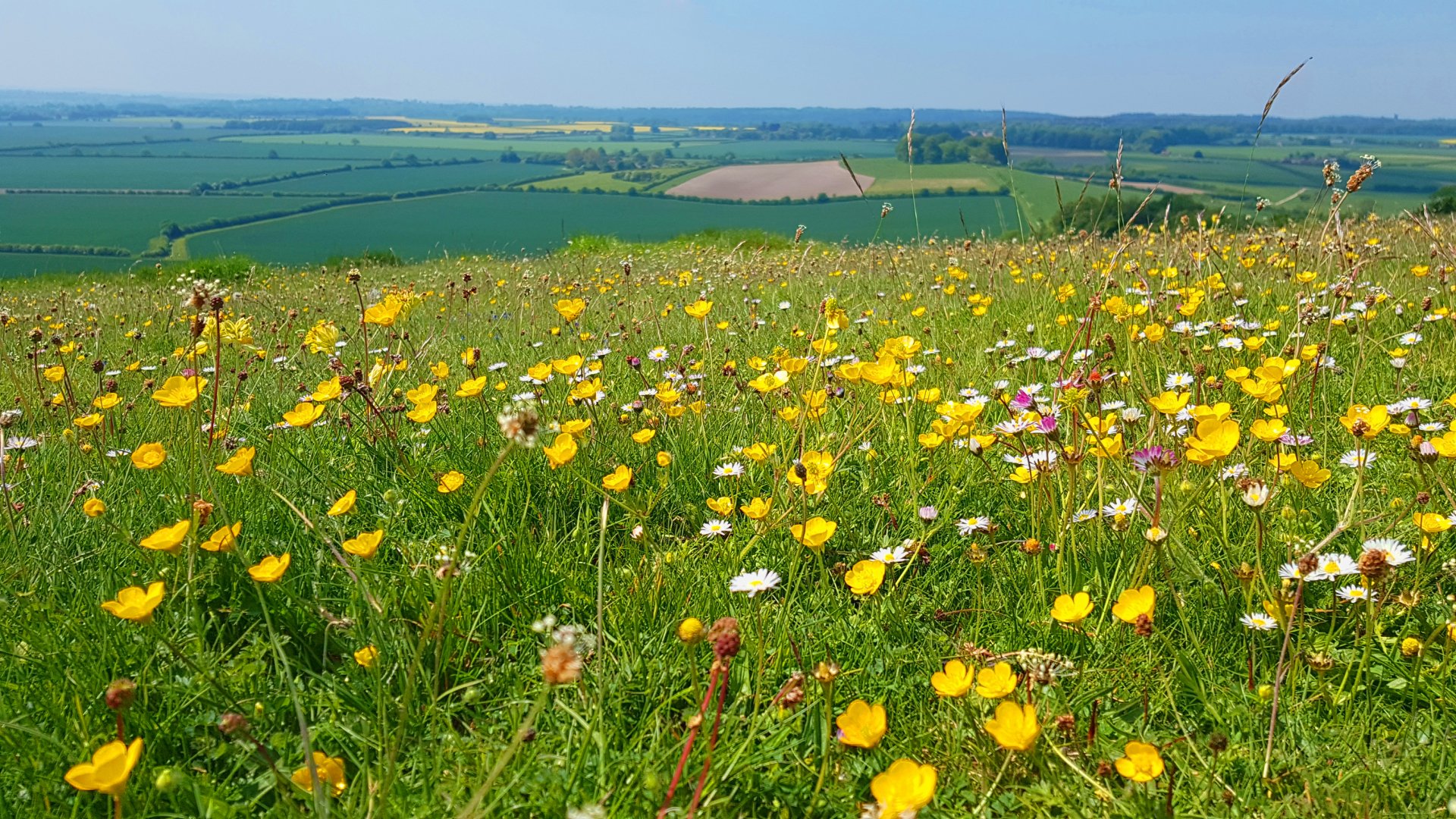  Hilltop Flowers