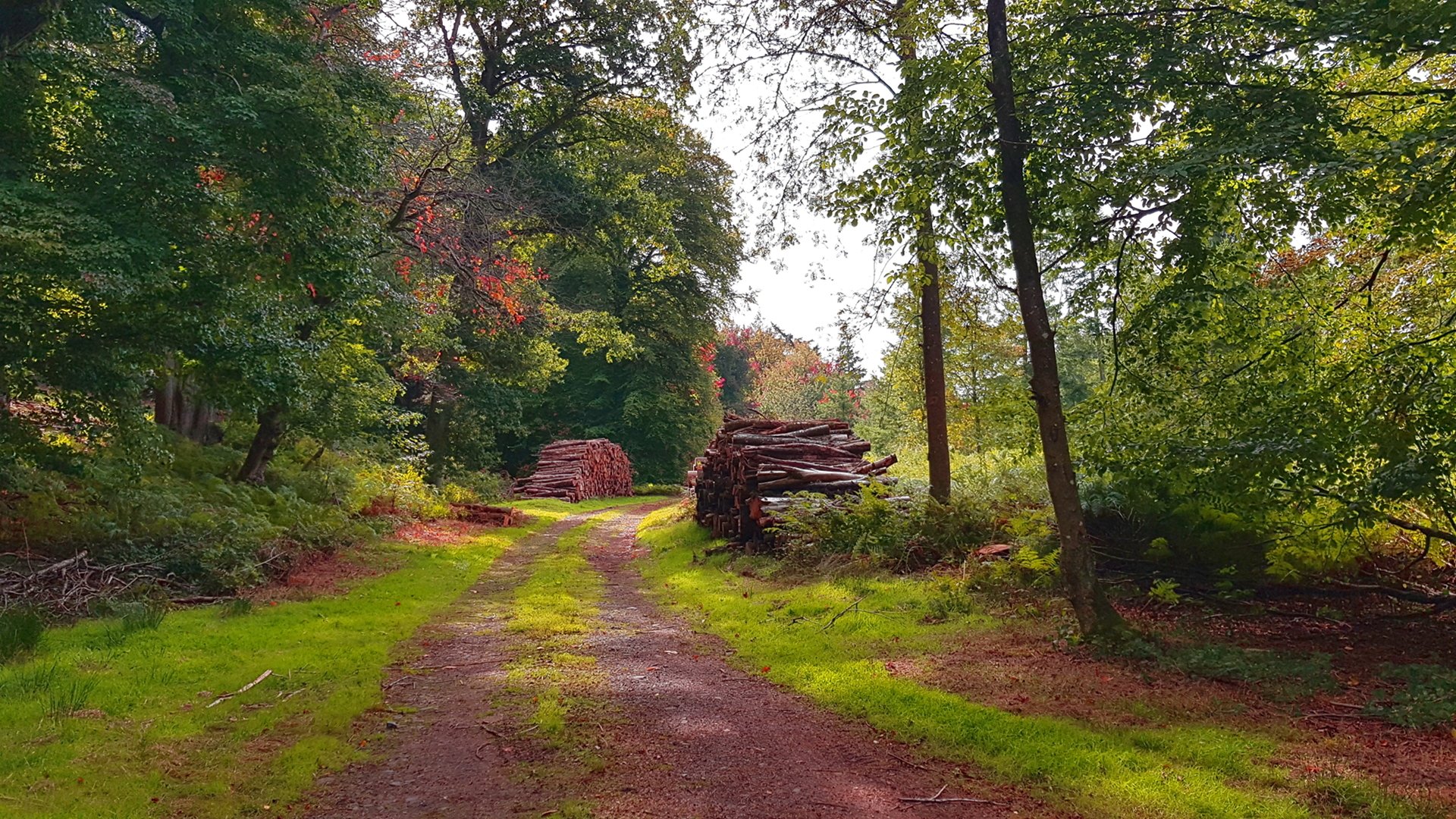 fall nature path tree forest Image