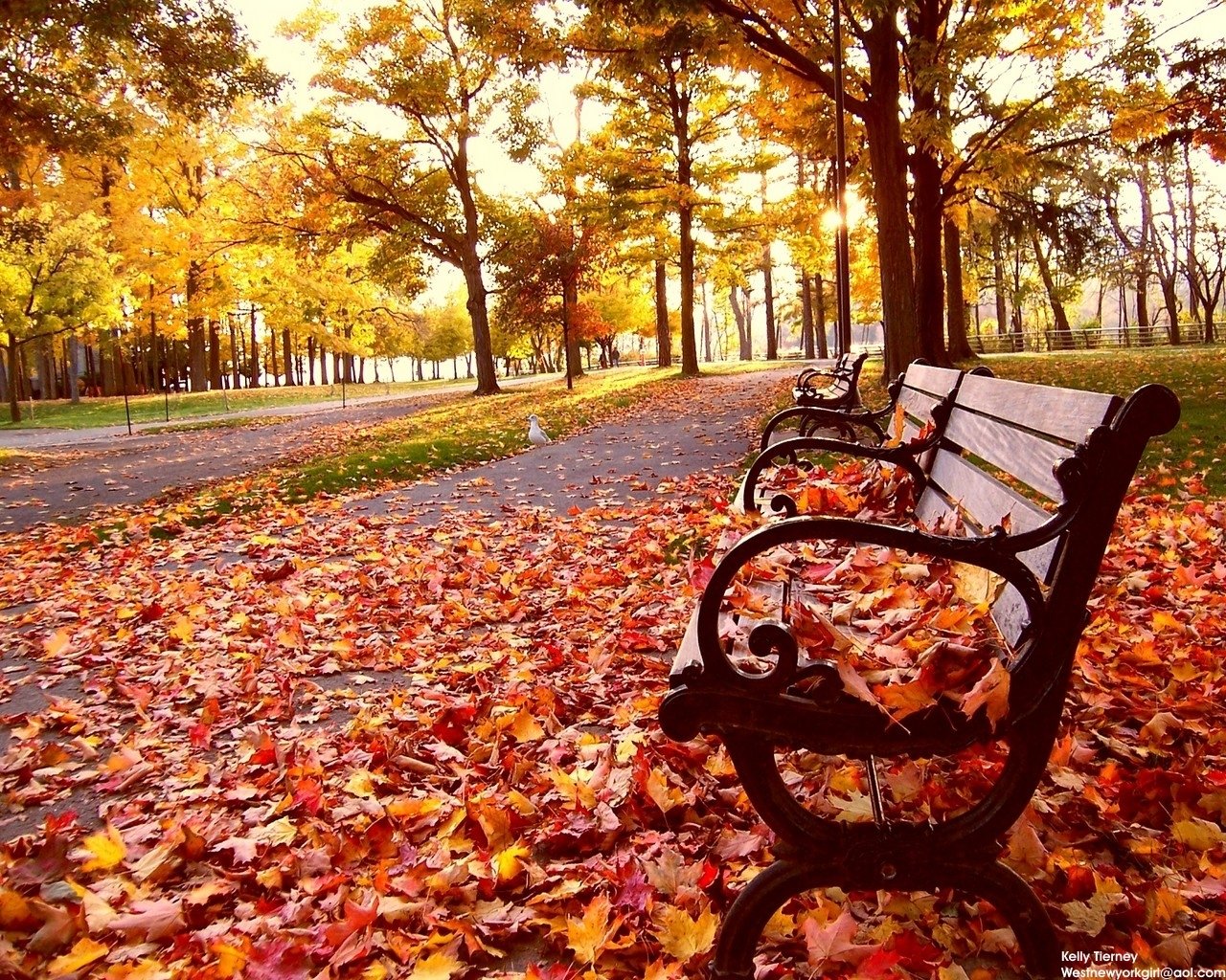 Man-made bench with ornate metal arms sits on a leaf-strewn path in an autumn park, golden trees lining the walkway.
