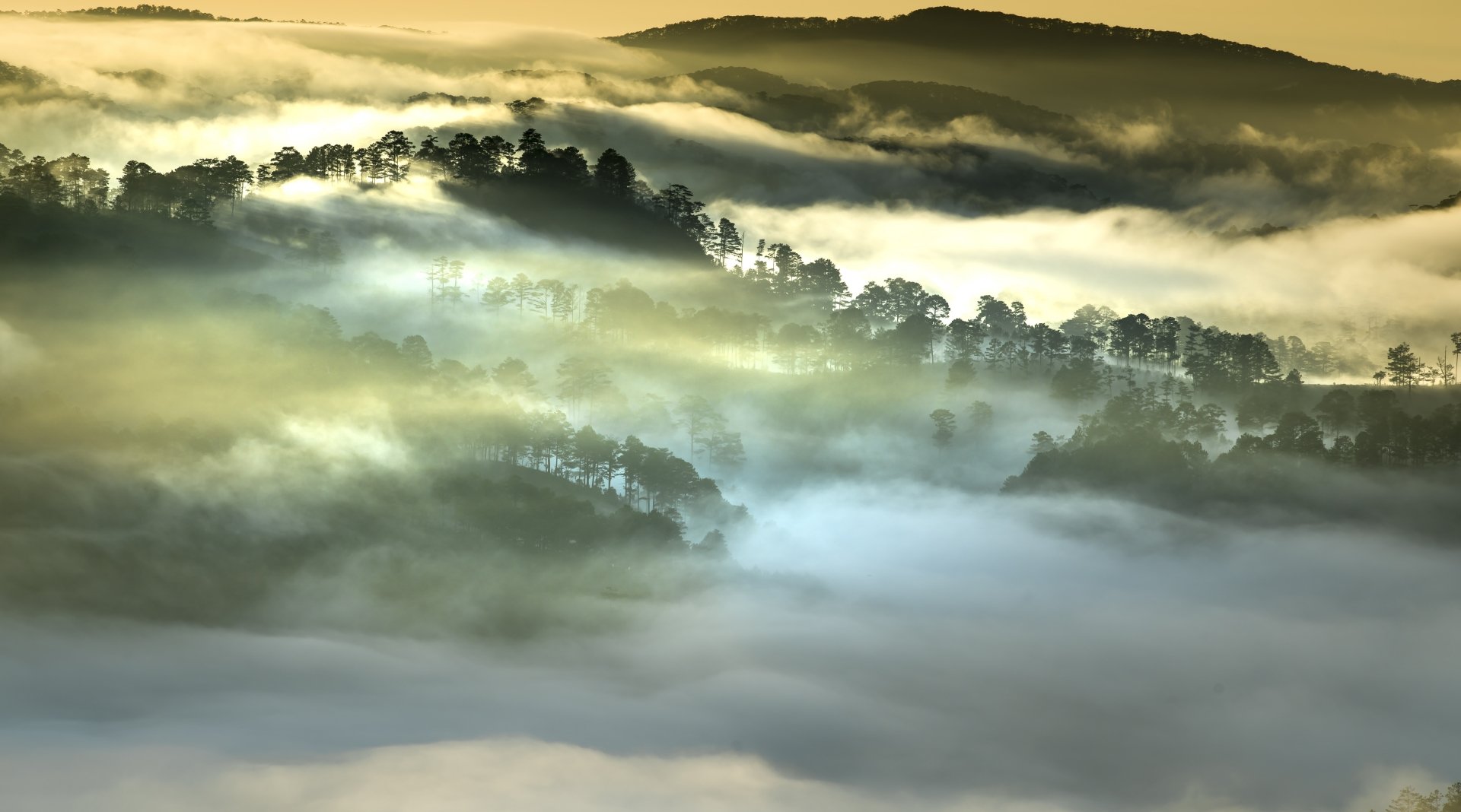  Morning Fog Forest Vietnam