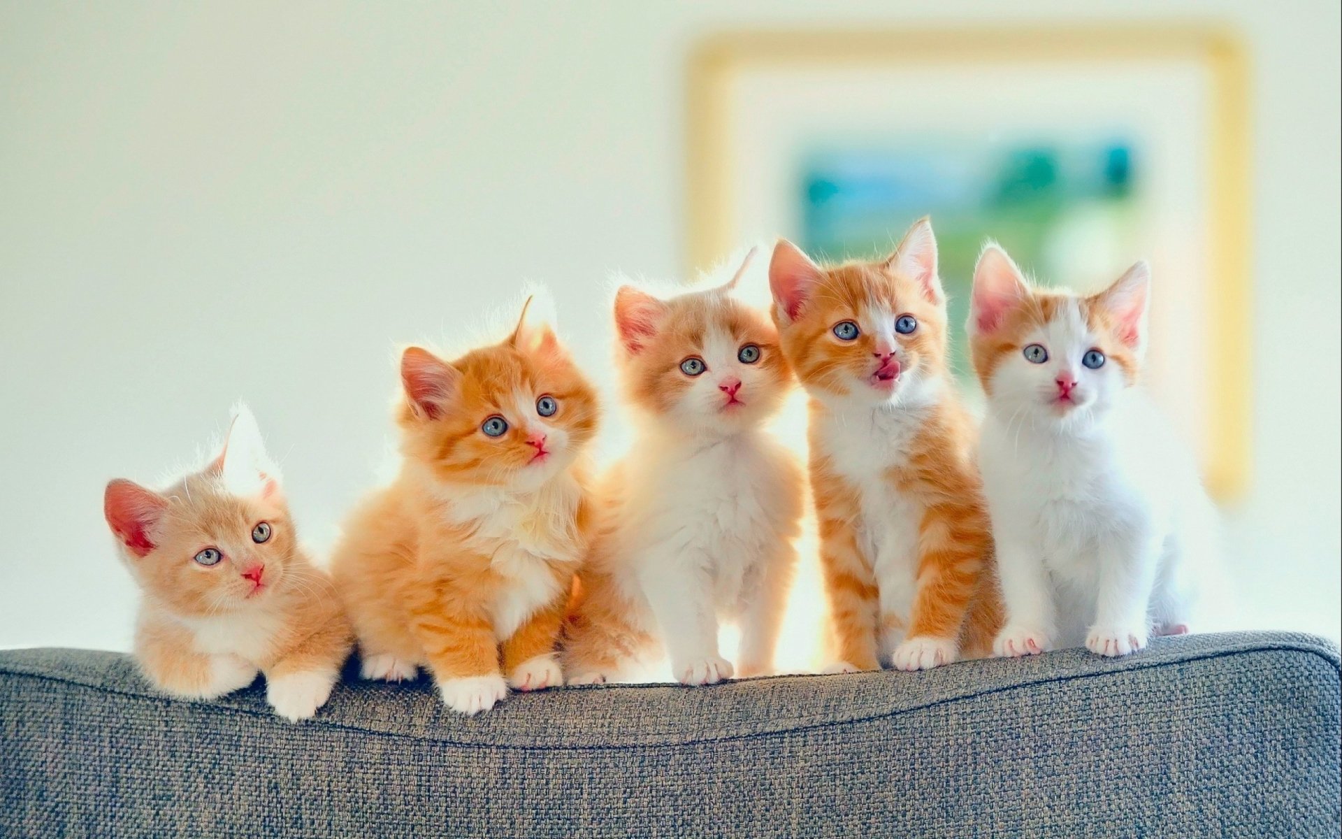 Five adorable baby kittens with orange and white fur sit closely together on the back of a couch, showcasing their curious and innocent expressions.